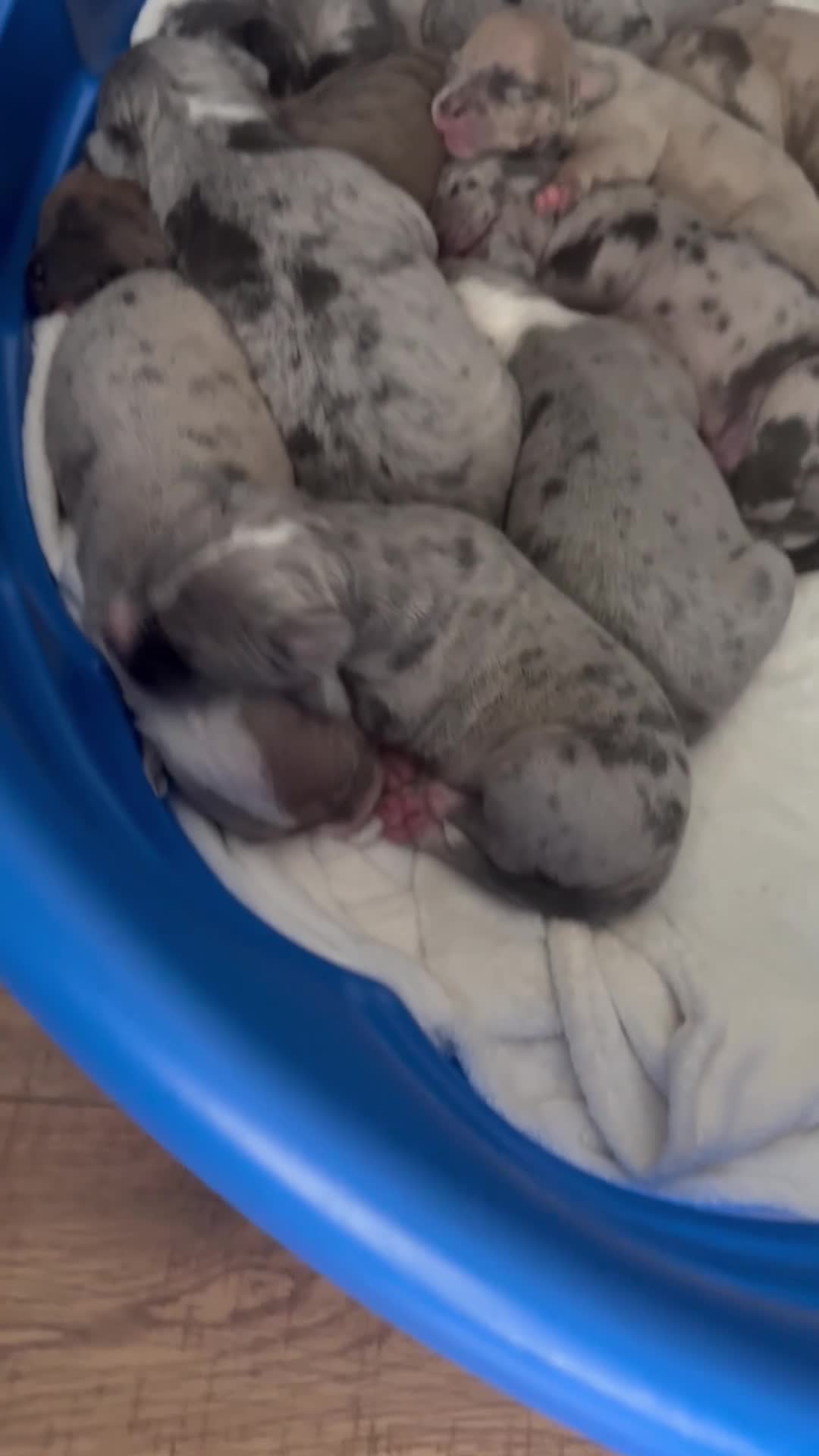 Mixed Breed dogs for sale: coco - Video 2