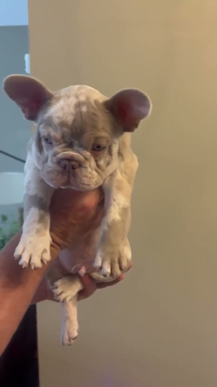 French Bulldog dogs for sale: French Bulldog 2 - Video 2