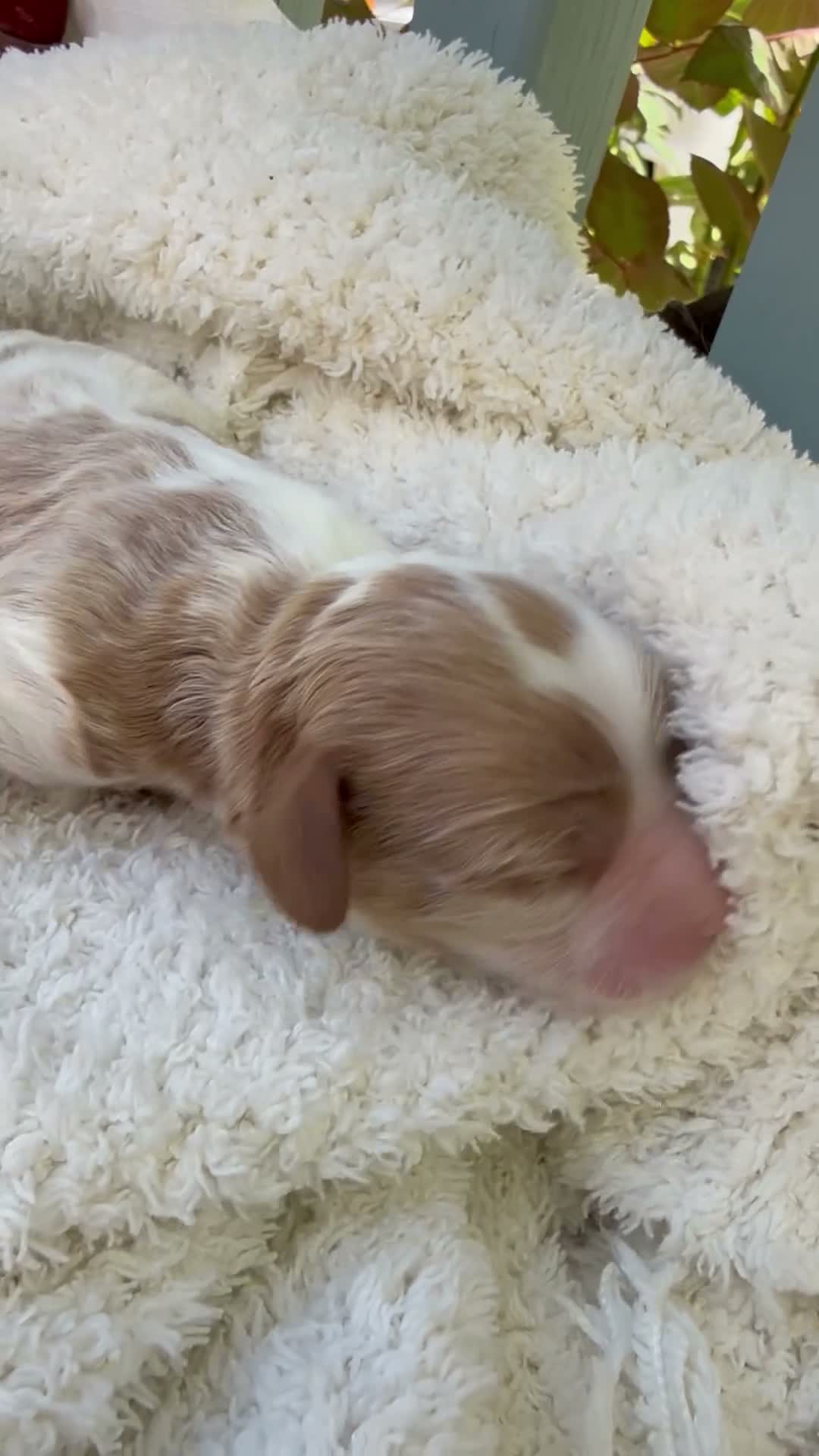 Cavapoo dogs for sale: Leo - Video 3