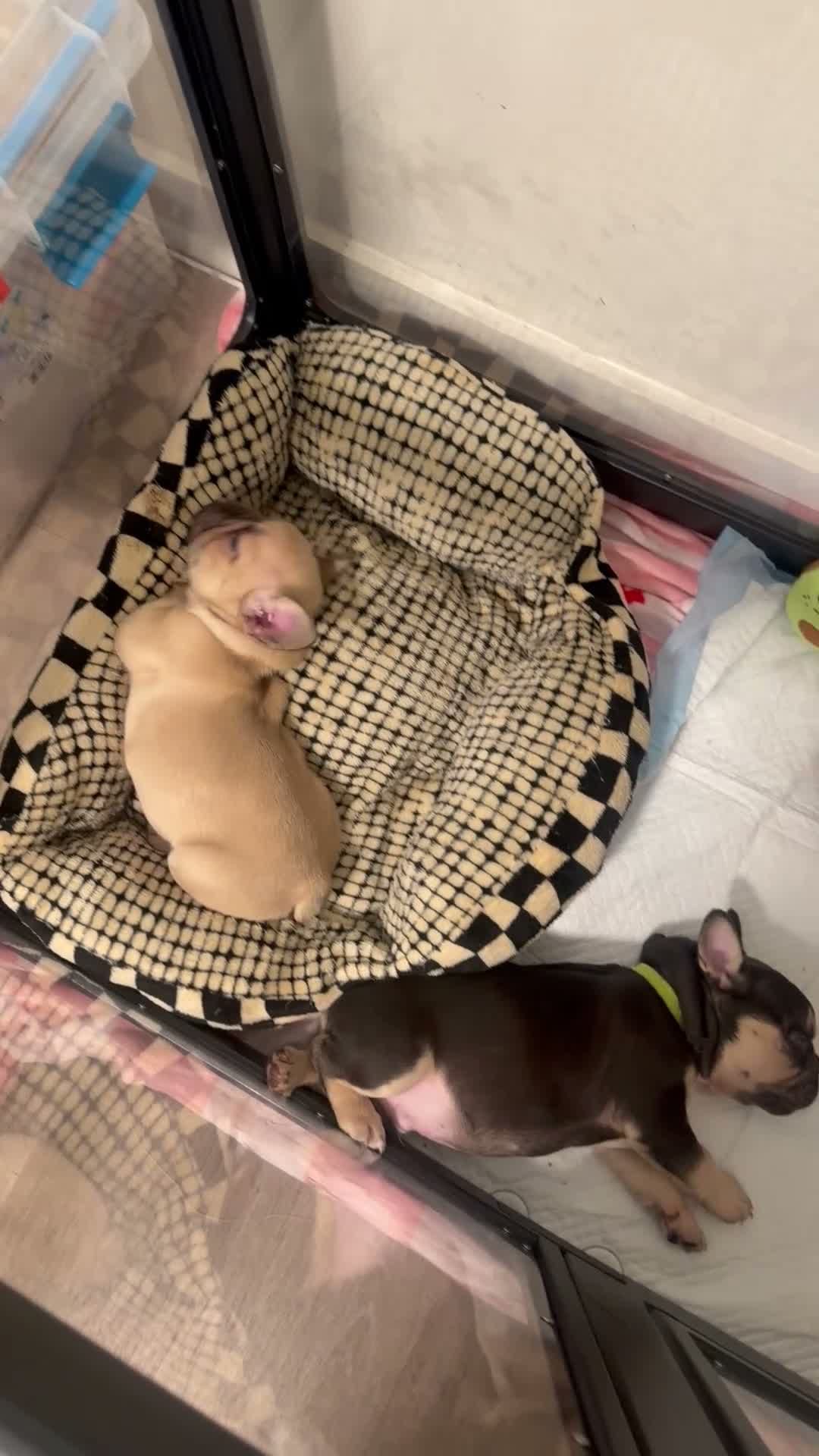 French Bulldog dogs for sale: HRLM - Video 3