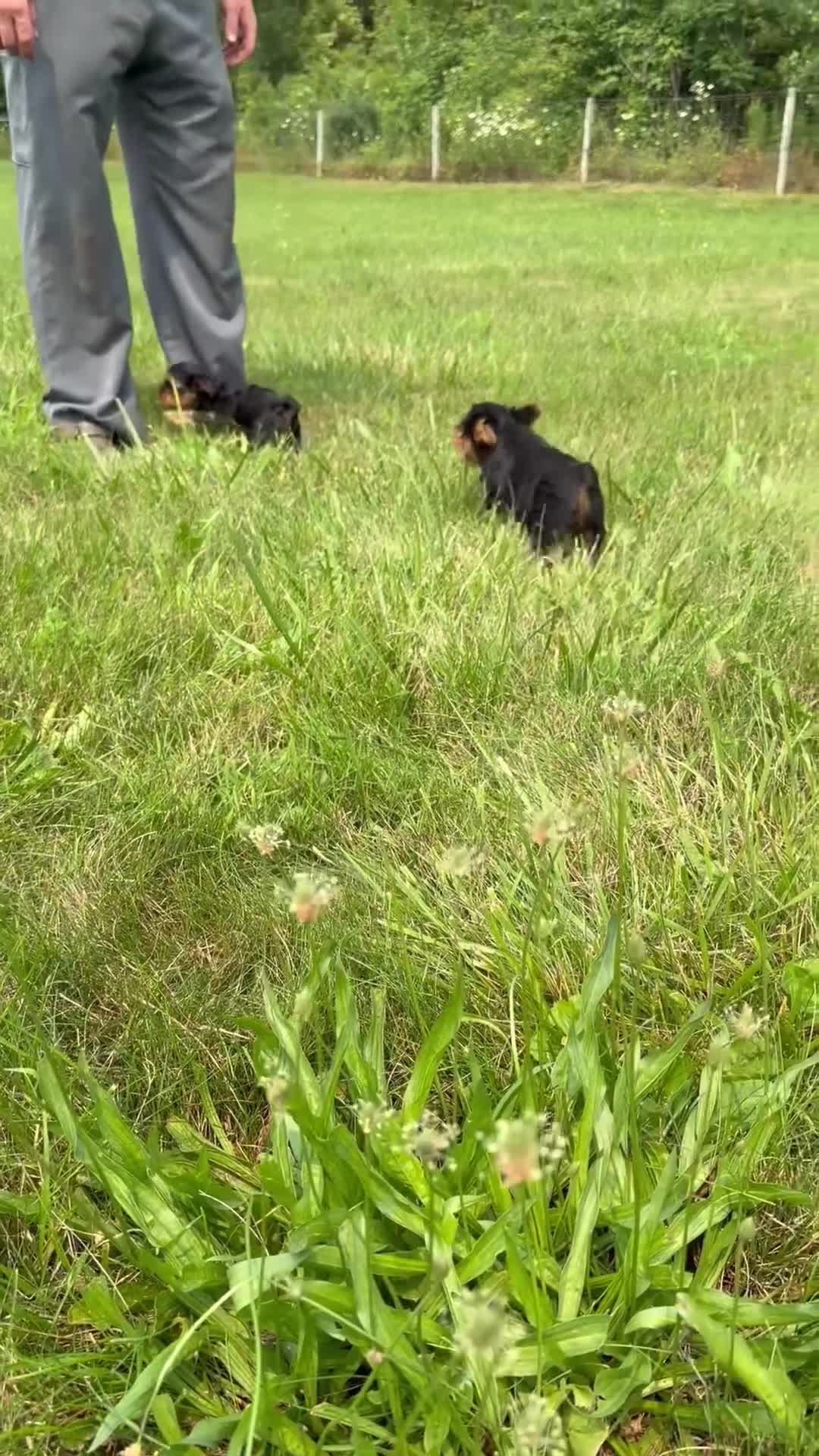 Yorkshire Terrier dogs for sale: Ruby - Video 1