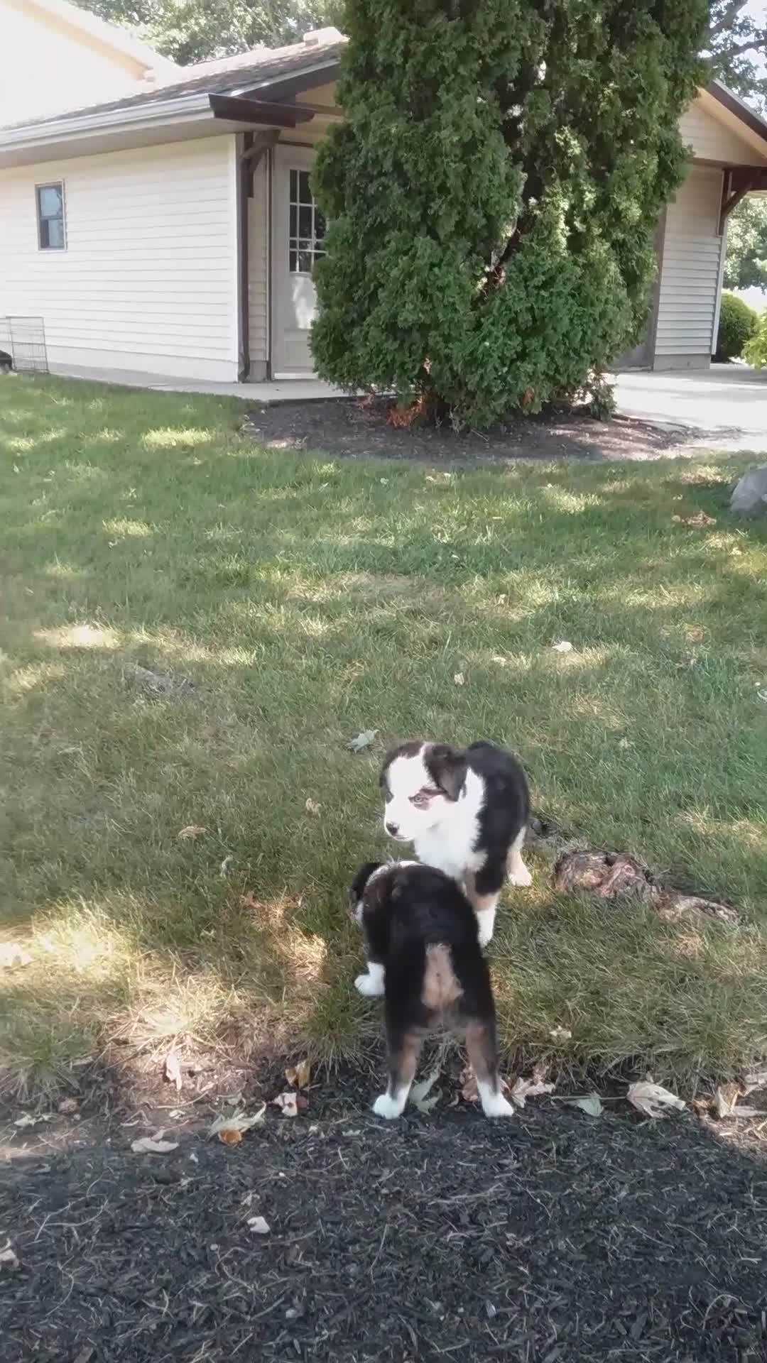 Miniature Australian Shepherd dogs for sale: Rex - Video 1