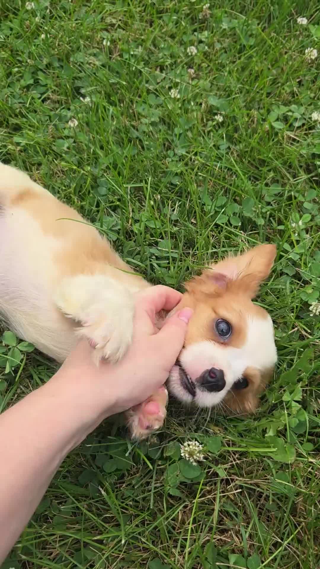 Cavalier King Charles Spaniel dogs for sale: Rider - Video 2