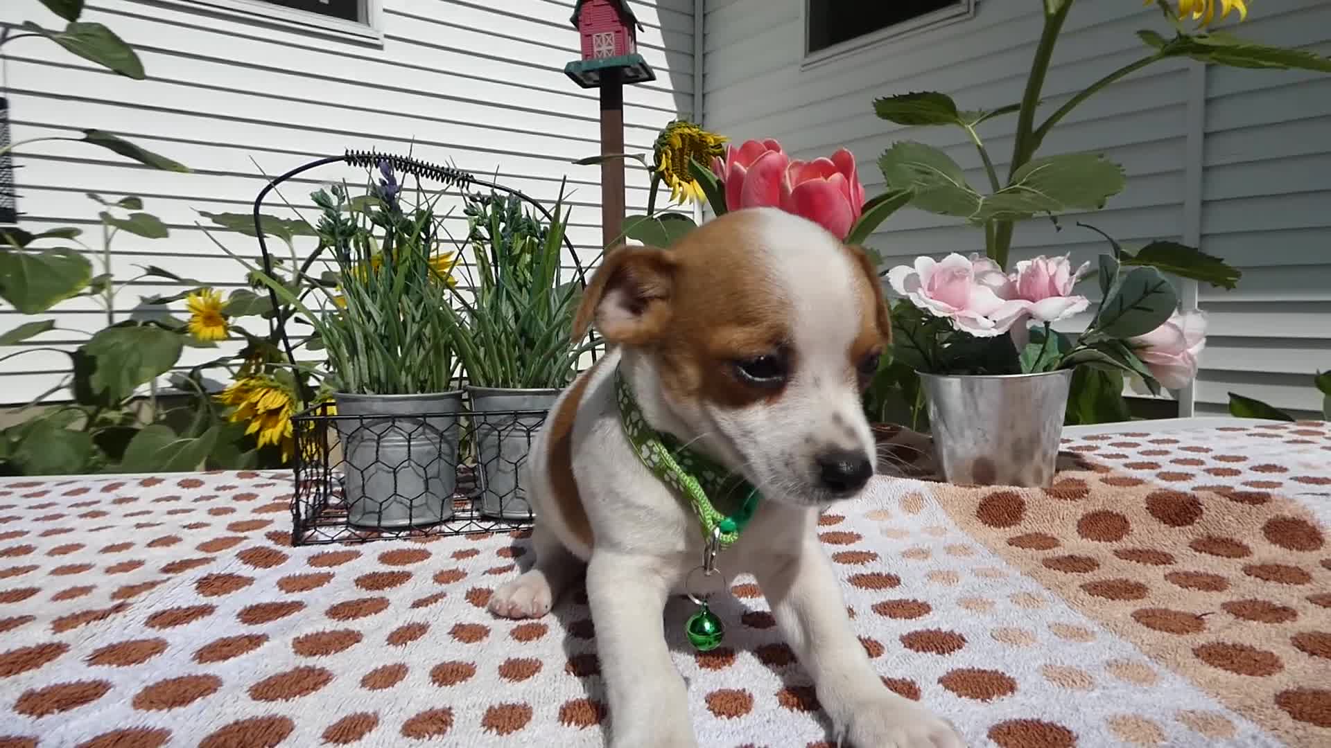 Jack Chi dogs for sale: Jack Chi 7 Tyler - Video 1