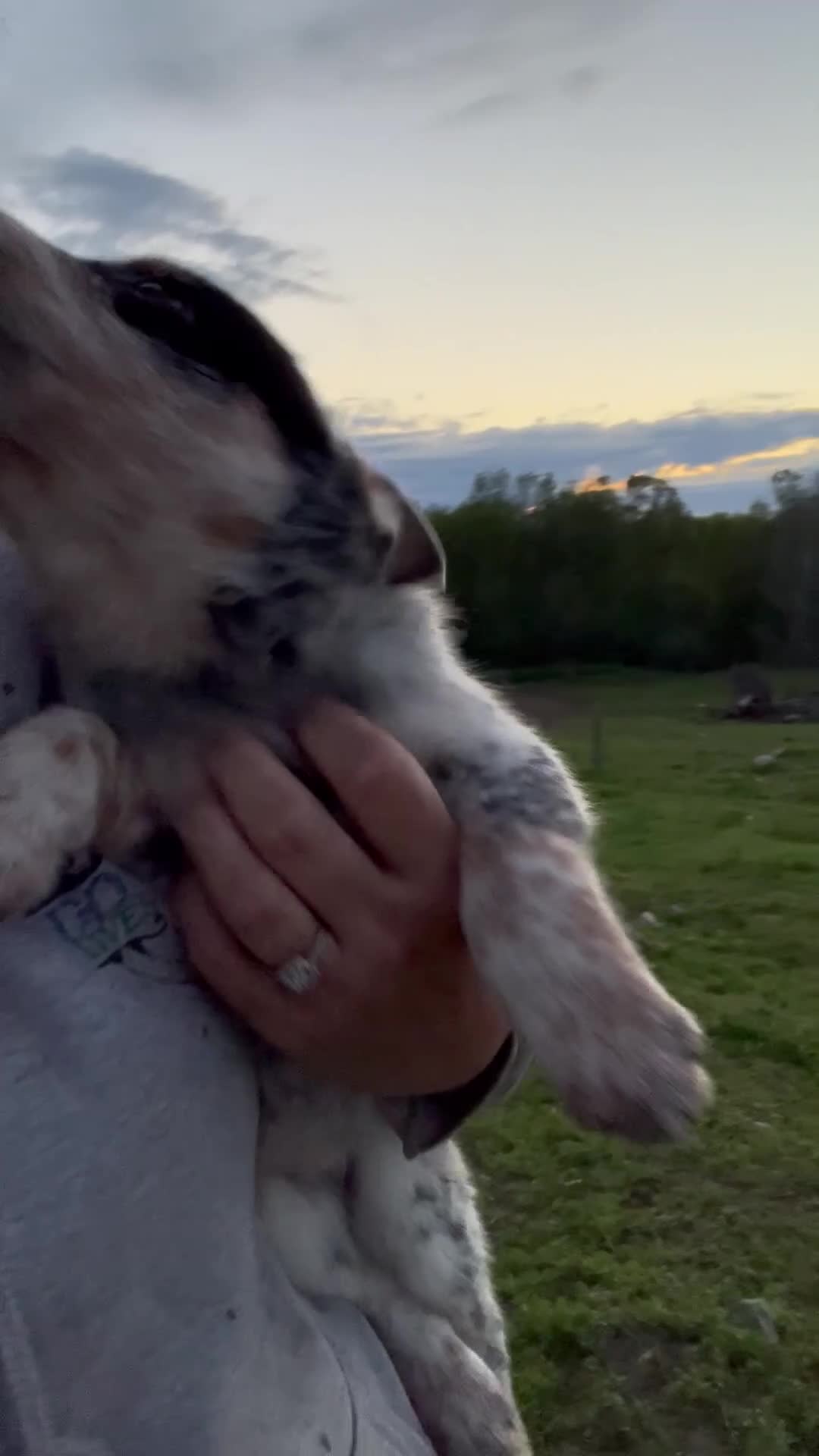 Australian Cattle Dog dogs for sale: Rip - Video 4