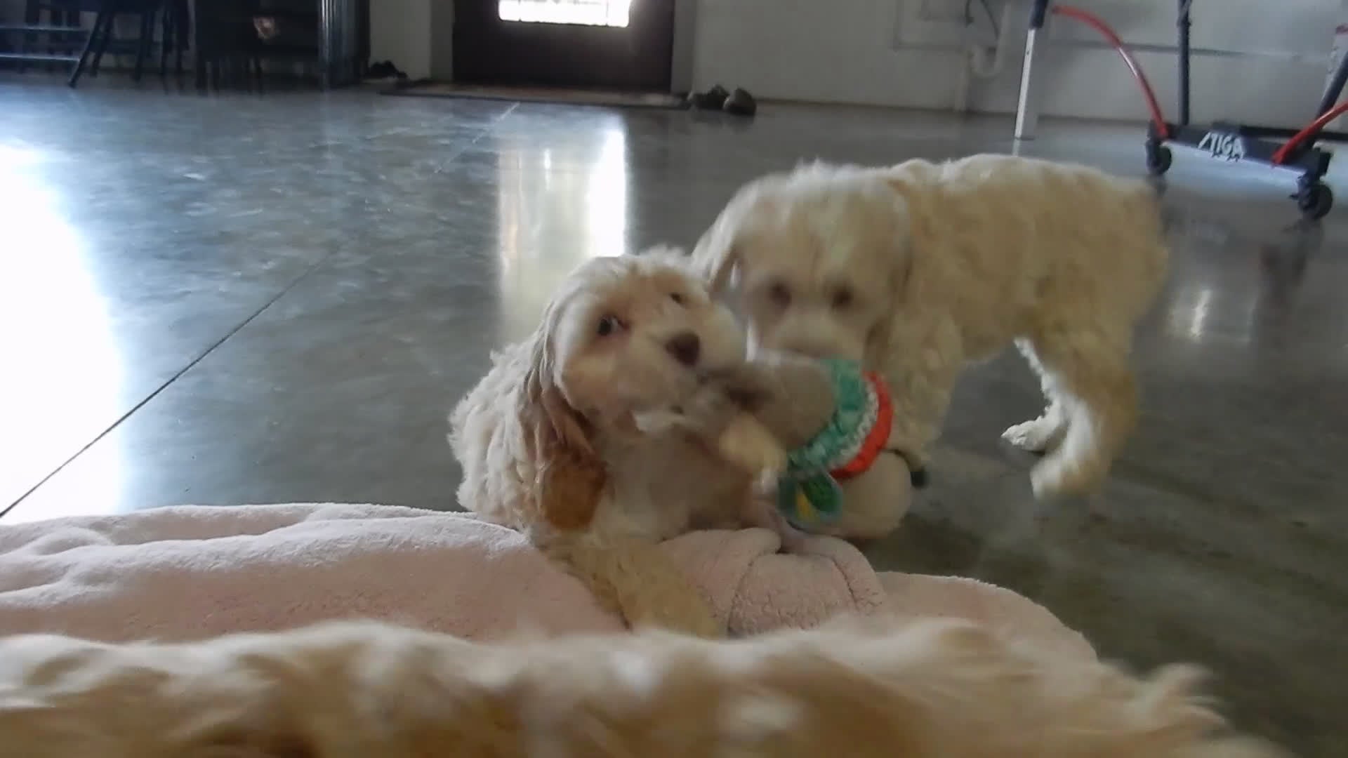 Cockapoo dogs for sale: Gracie - Video 1