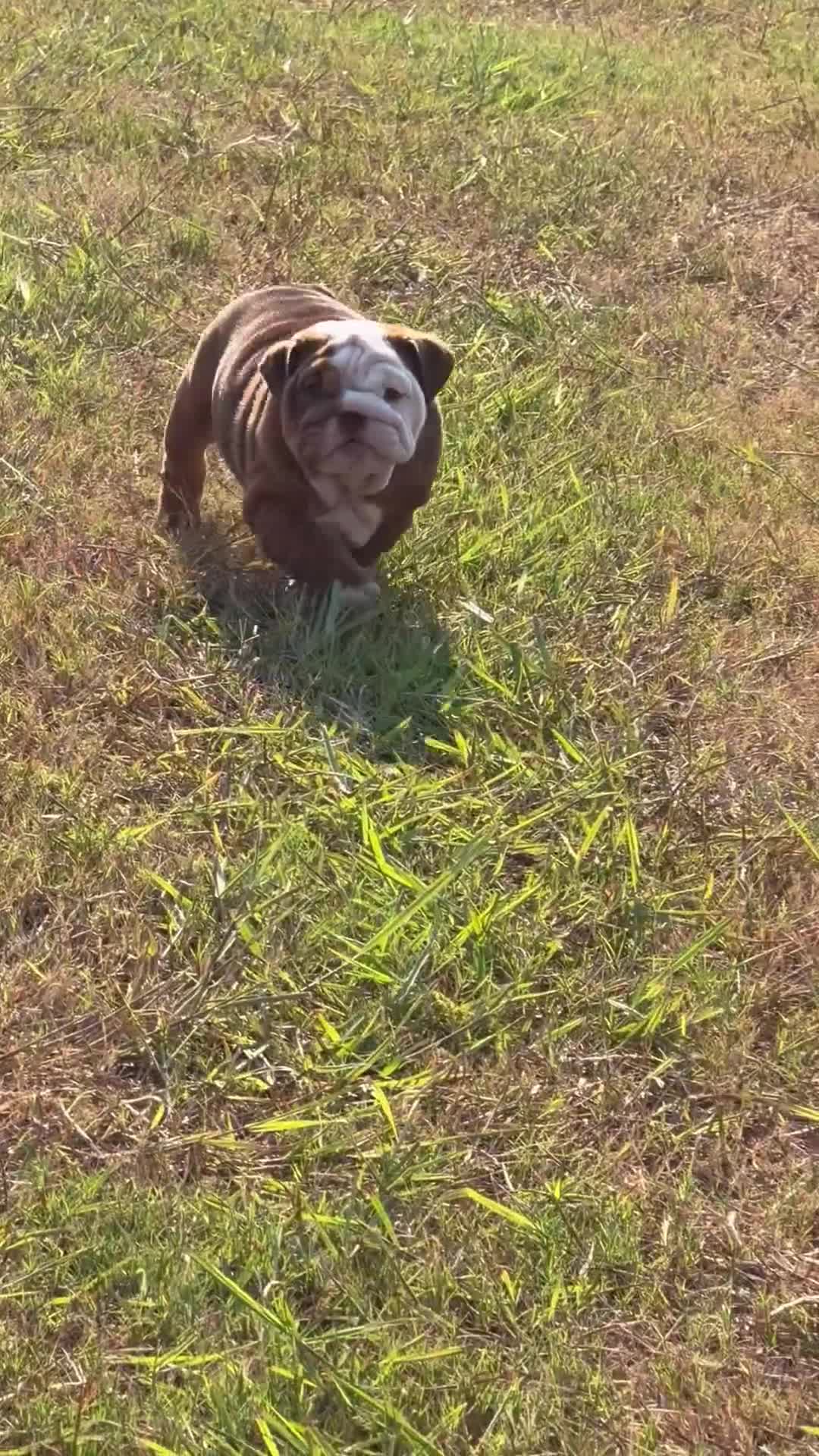 English Bulldog dogs for sale: Choco- Latte - Video 4