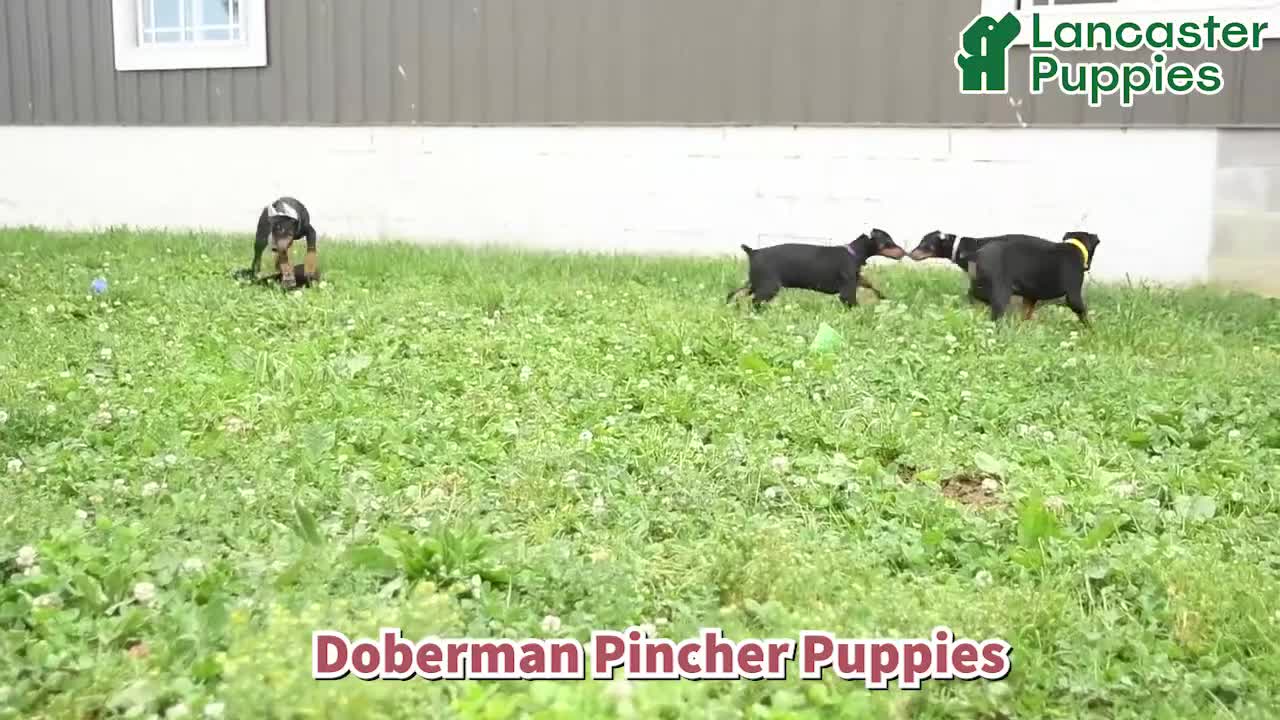 Doberman Pinscher dogs for sale: Dash - Video 1