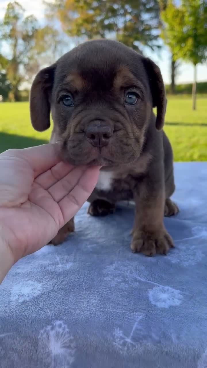 Beabull dogs for sale: Autumn - Video 1