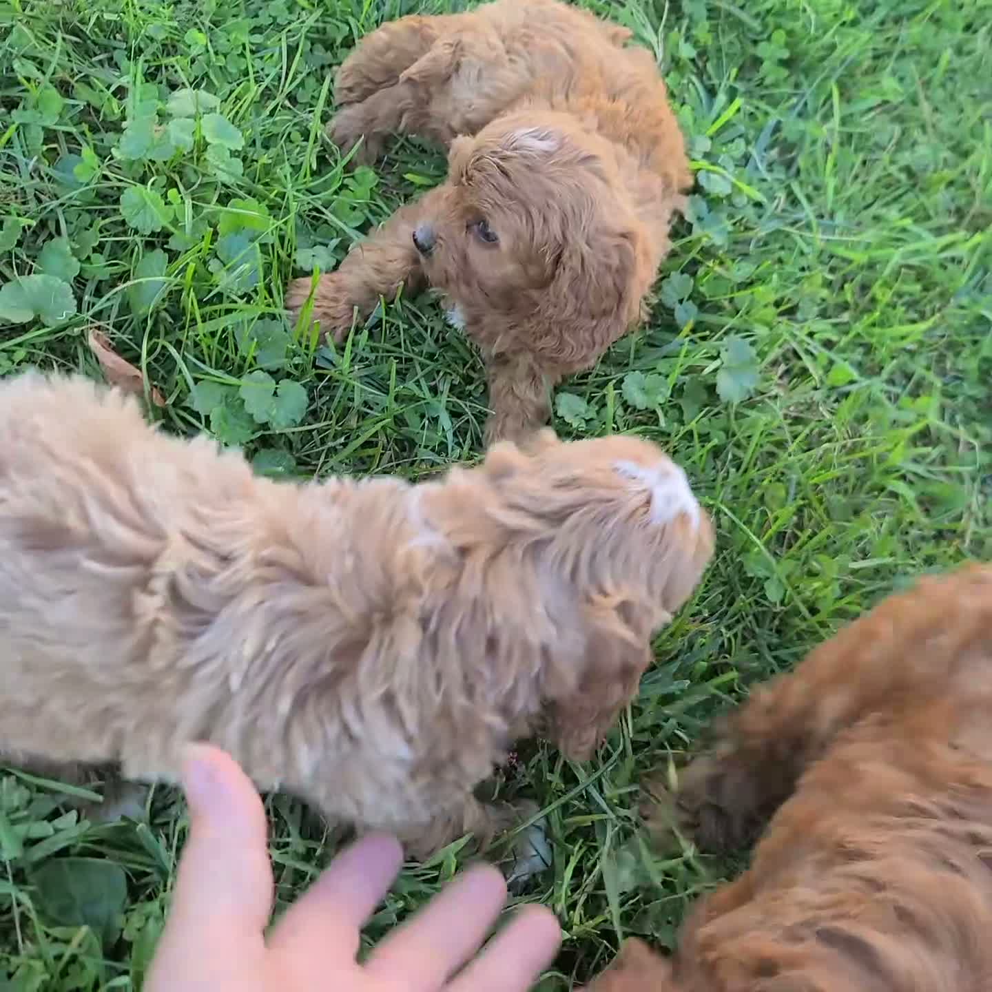 Cavapoo dogs for sale: Scooter - Video 1