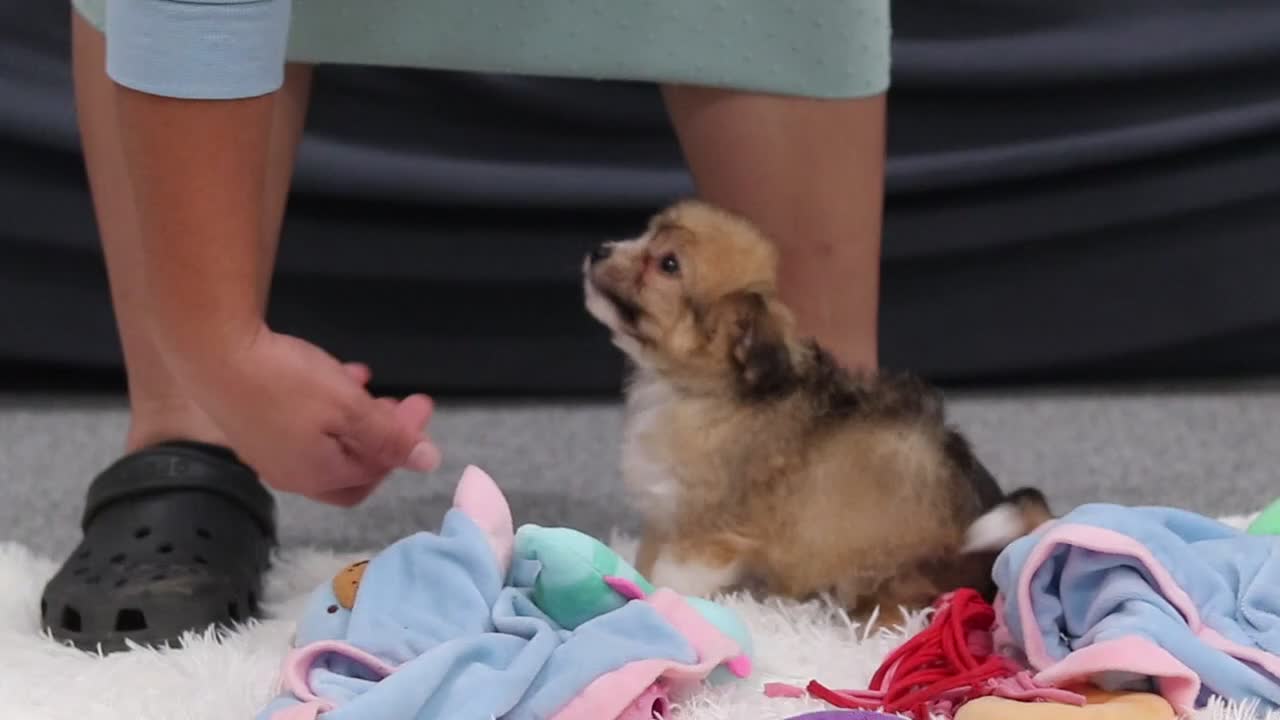 Mixed Breed dogs for sale: Bambi - Video 1
