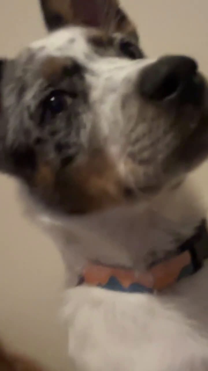 Australian Cattle Dog dogs for sale: Australian Cattle Dog Puppy 1 - Video 1