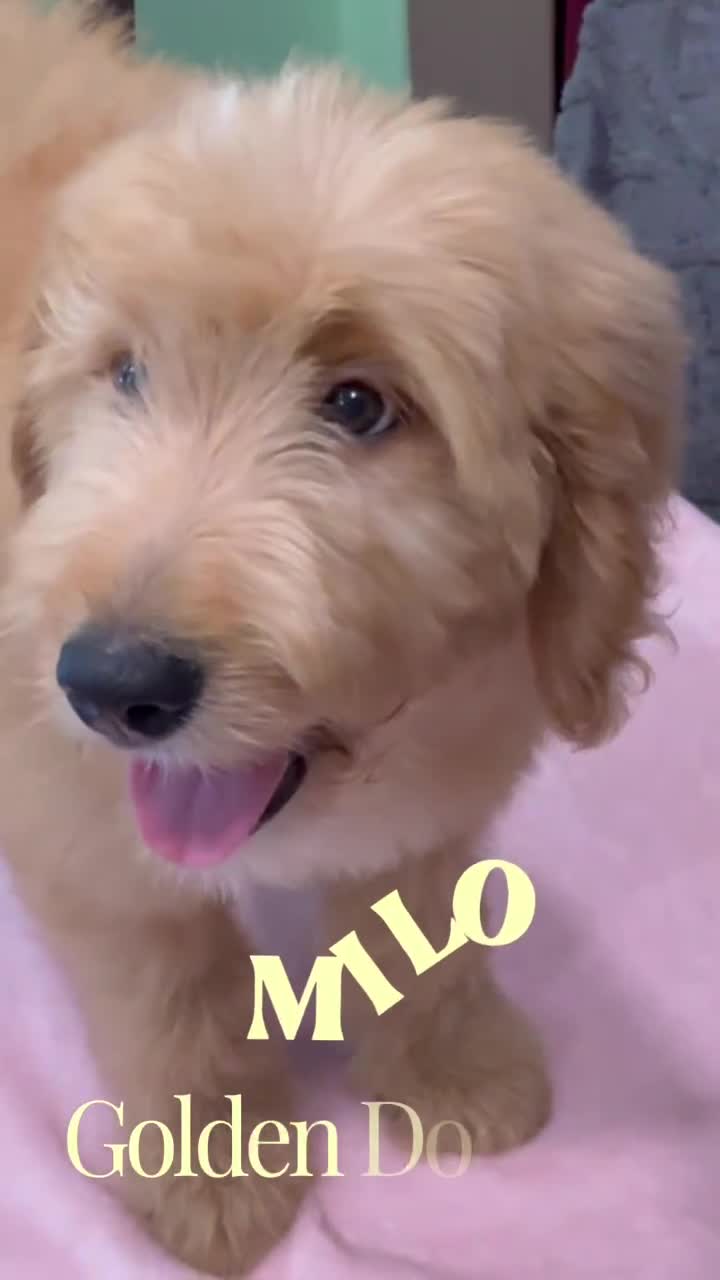 Goldendoodle dogs for sale: Milo  - Video 1