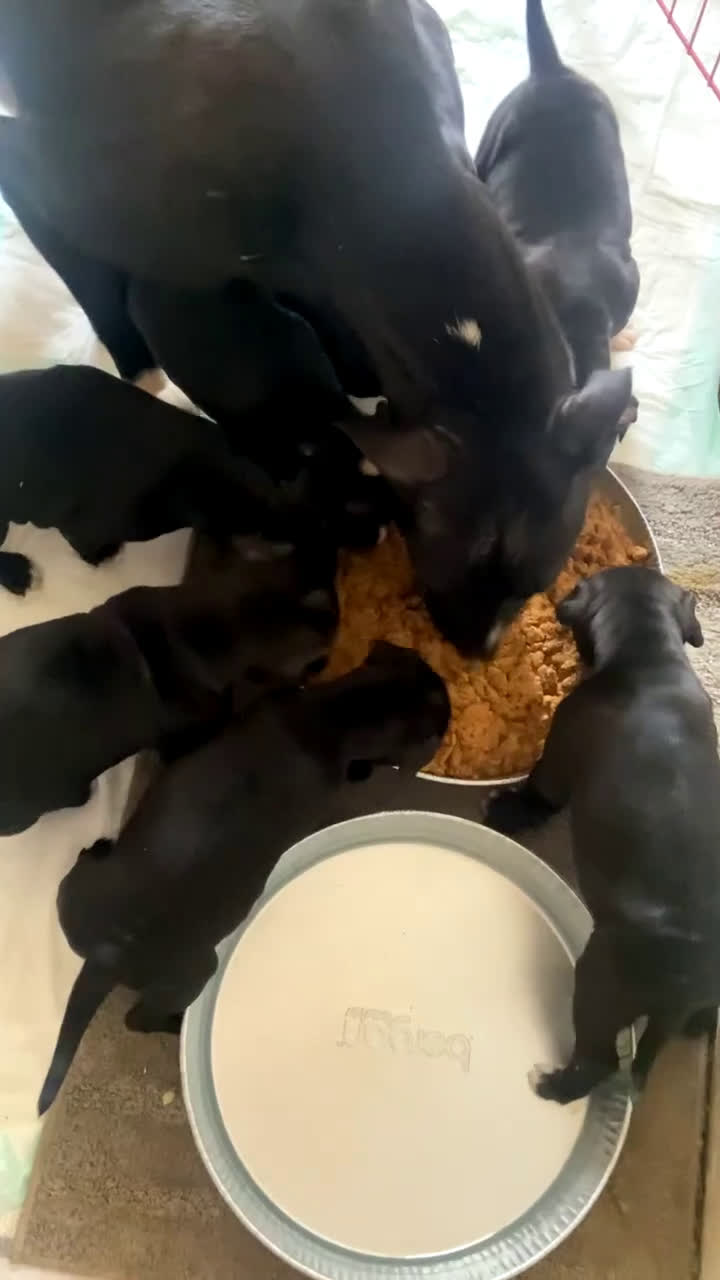 Mixed Breed dogs for sale: Mixed Breed Puppy 1 - Video 1