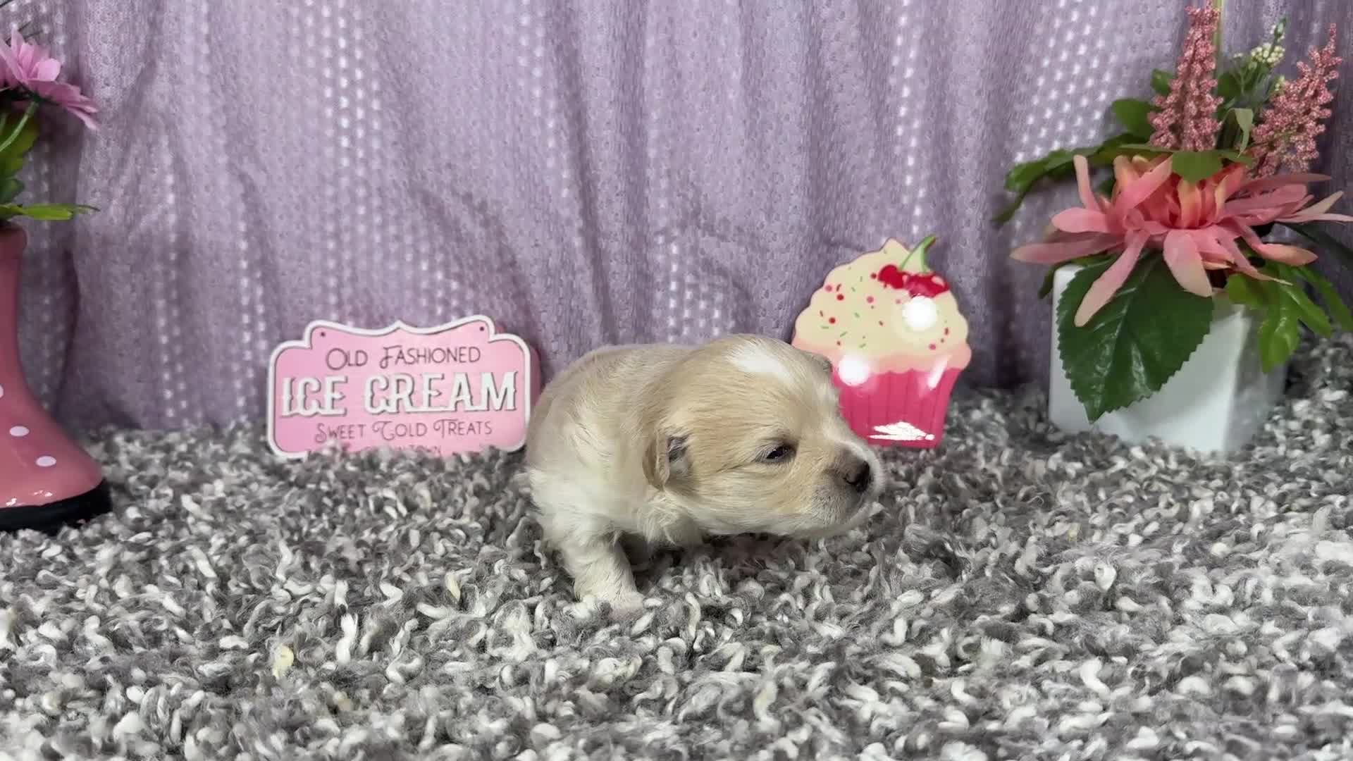 Pomapoo dogs for sale: Pomapoo 1 - Video 1