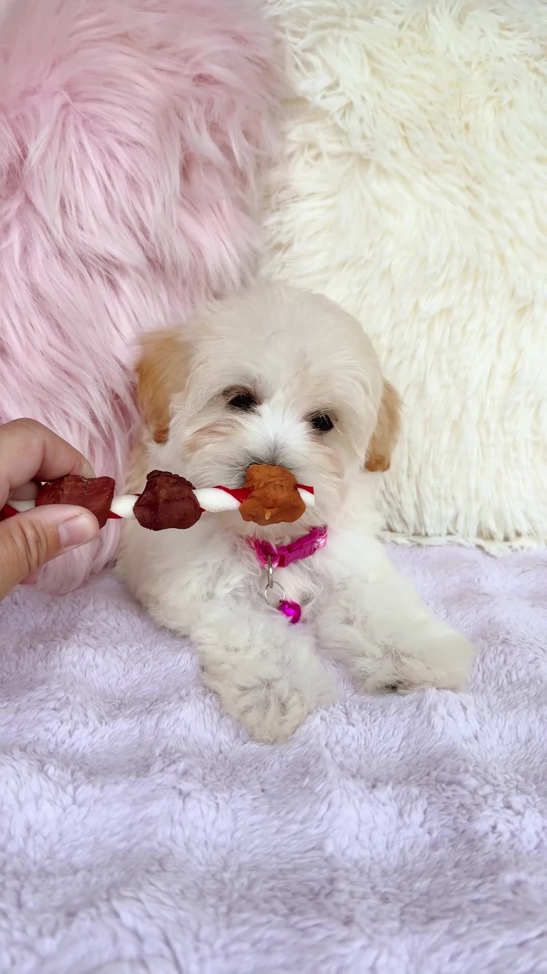 Maltipoo dogs for sale: 🩷 Pinky 🩷 - Video 1