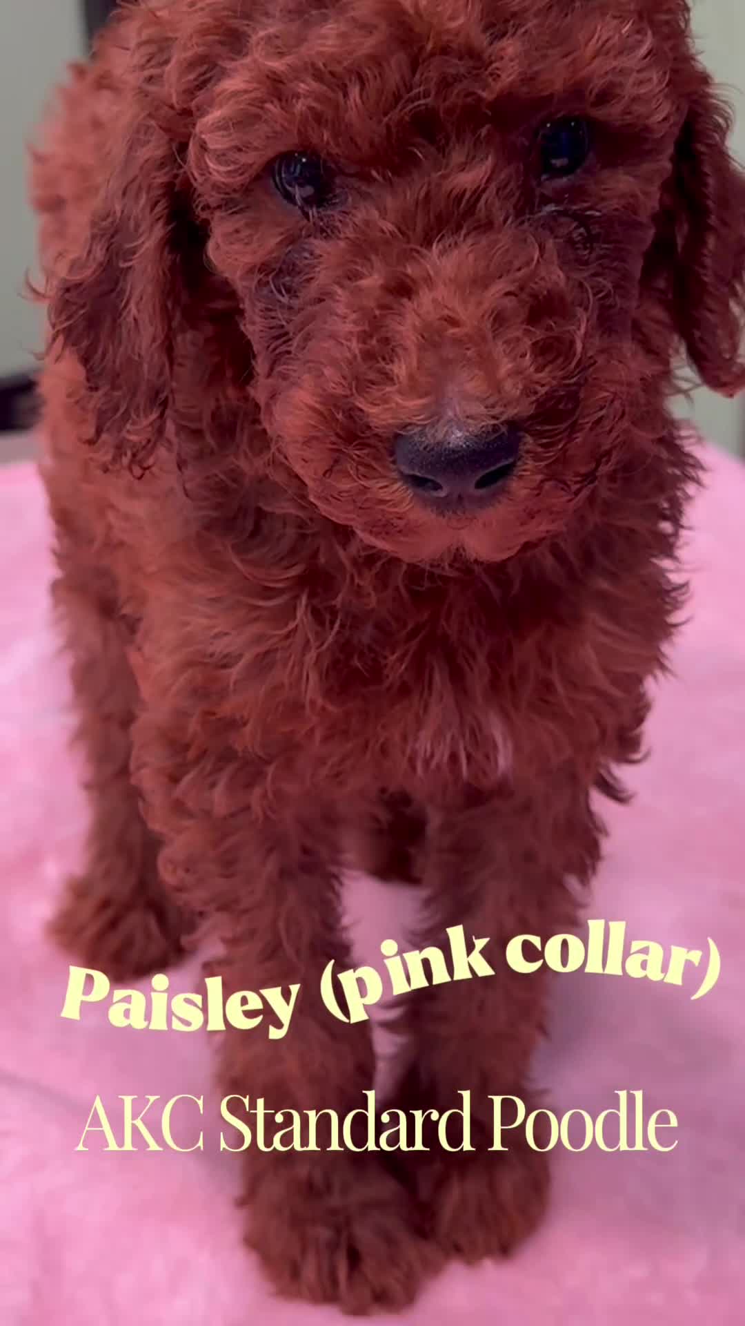 Standard Poodle dogs for sale:  Paisley  - Video 1