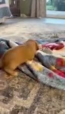 Cavapoo dogs for sale: Bubbles Cavapoo  - Video 2