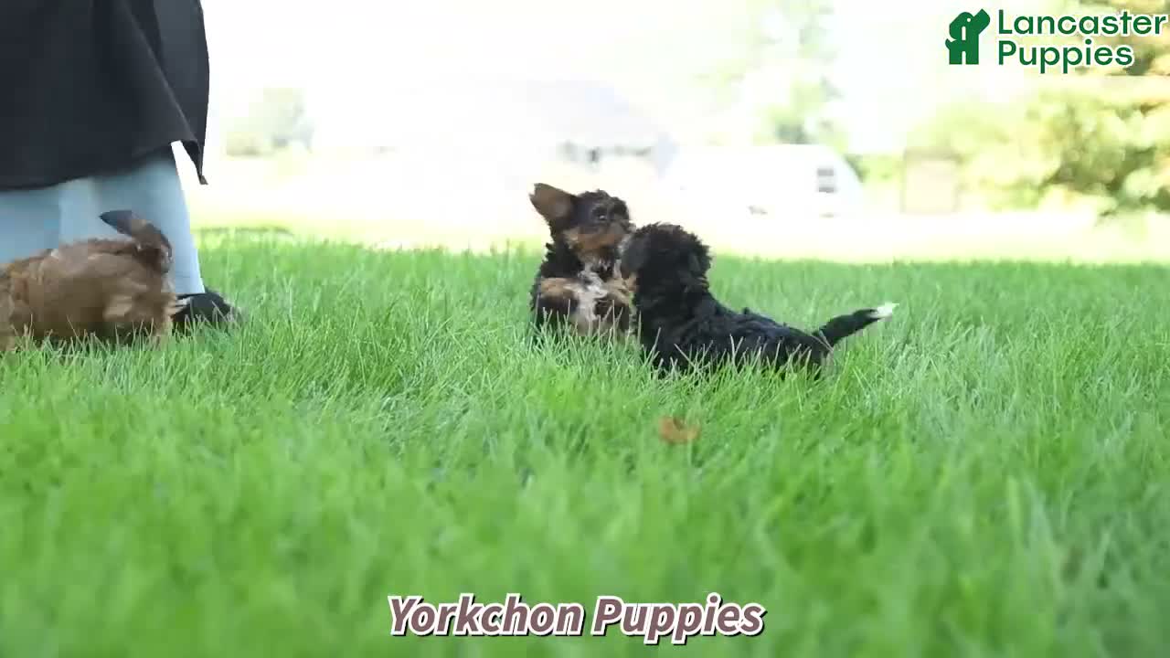 Yochon dogs for sale: Elijah - Video 1