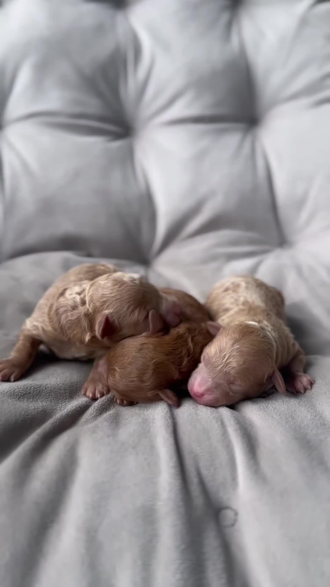 Toy Poodle dogs for sale: AKC Pearl - Video 1