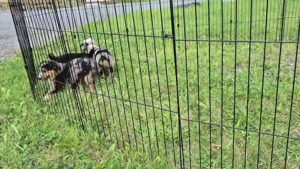 Australian Shepherd dogs for sale: Mini Australian Shepherd 1 - Video 1