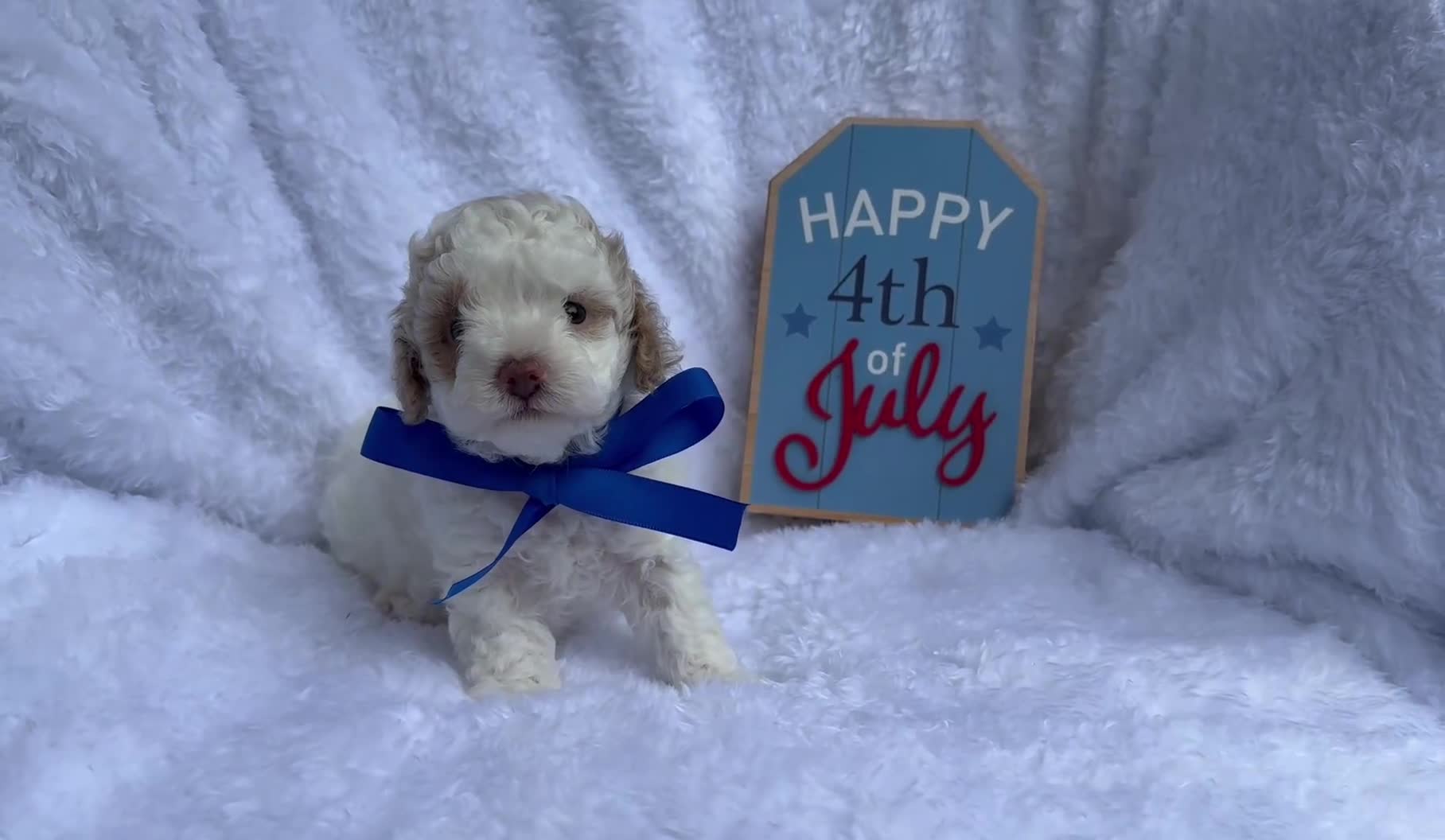 Toy Poodle dogs for sale: Toy Poodle 1 - Video 1