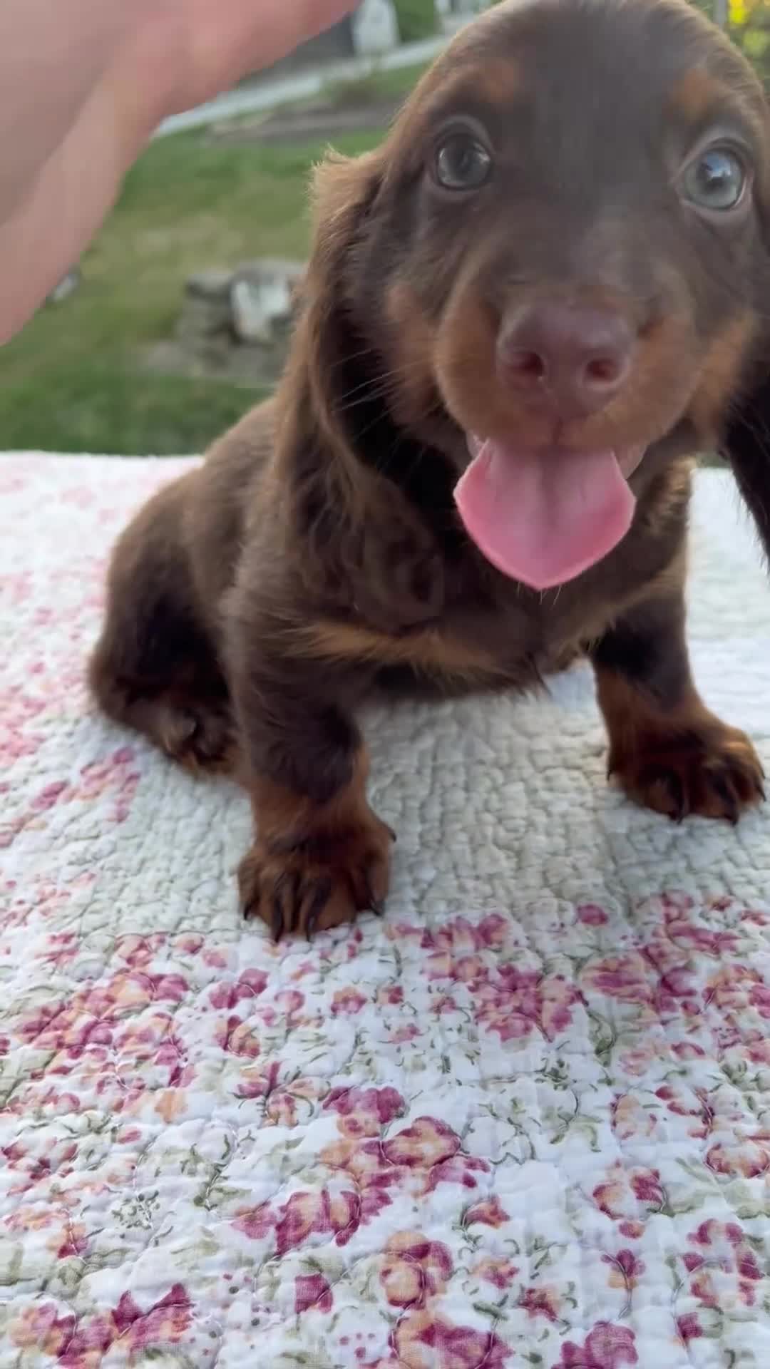 Miniature Dachshund dogs for sale: Niles - Video 1