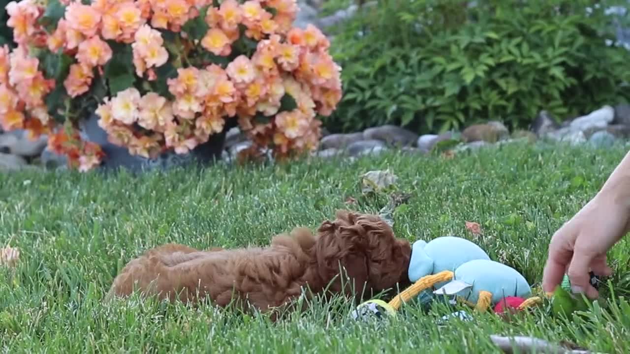 Cavapoo dogs for sale: Fiona - Video 1