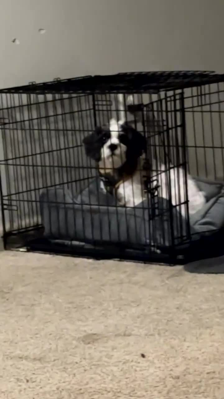 Mixed Breed dogs for sale: Fyve  - Video 2