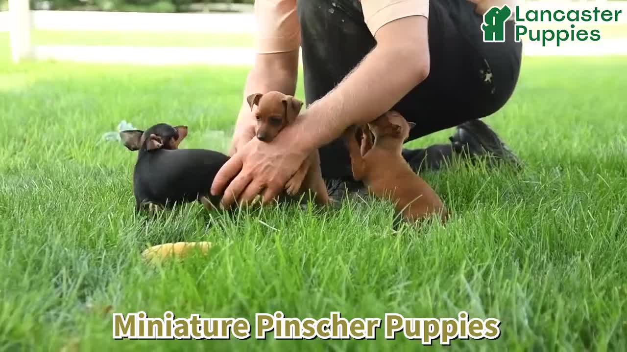 Miniature Pinscher dogs for sale: Rachael - Video 1