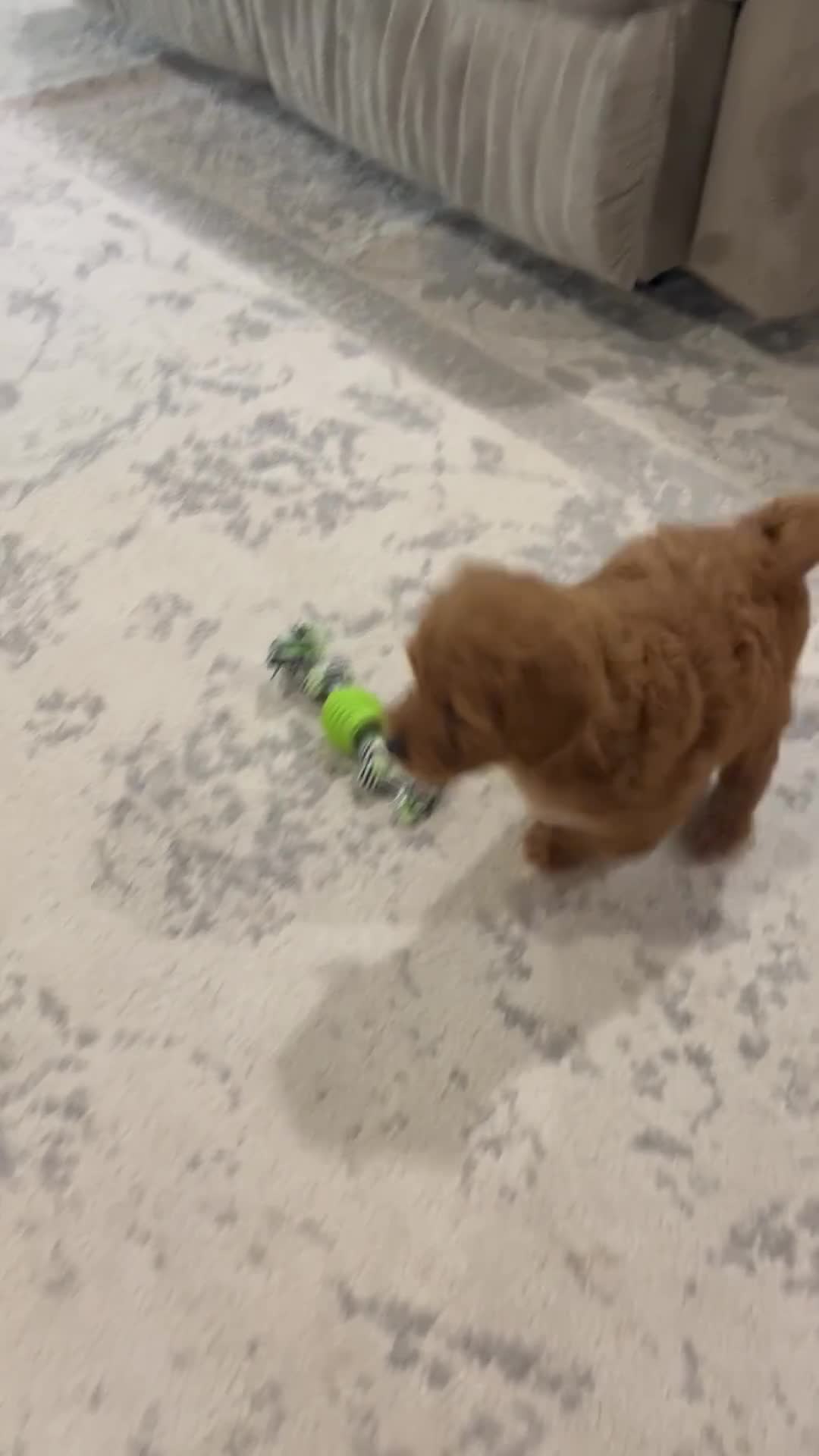 Mini Goldendoodle dogs for sale:  Macy - Video 1