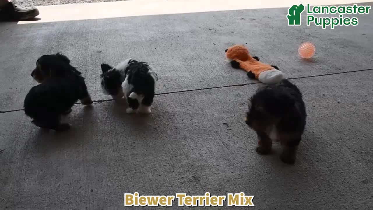 Mixed Breed dogs for sale: Rover - Video 1