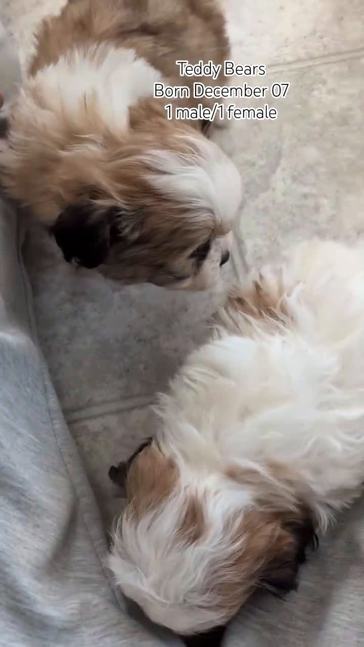 Teddy Bear dogs for sale: Gemma  - Video 2