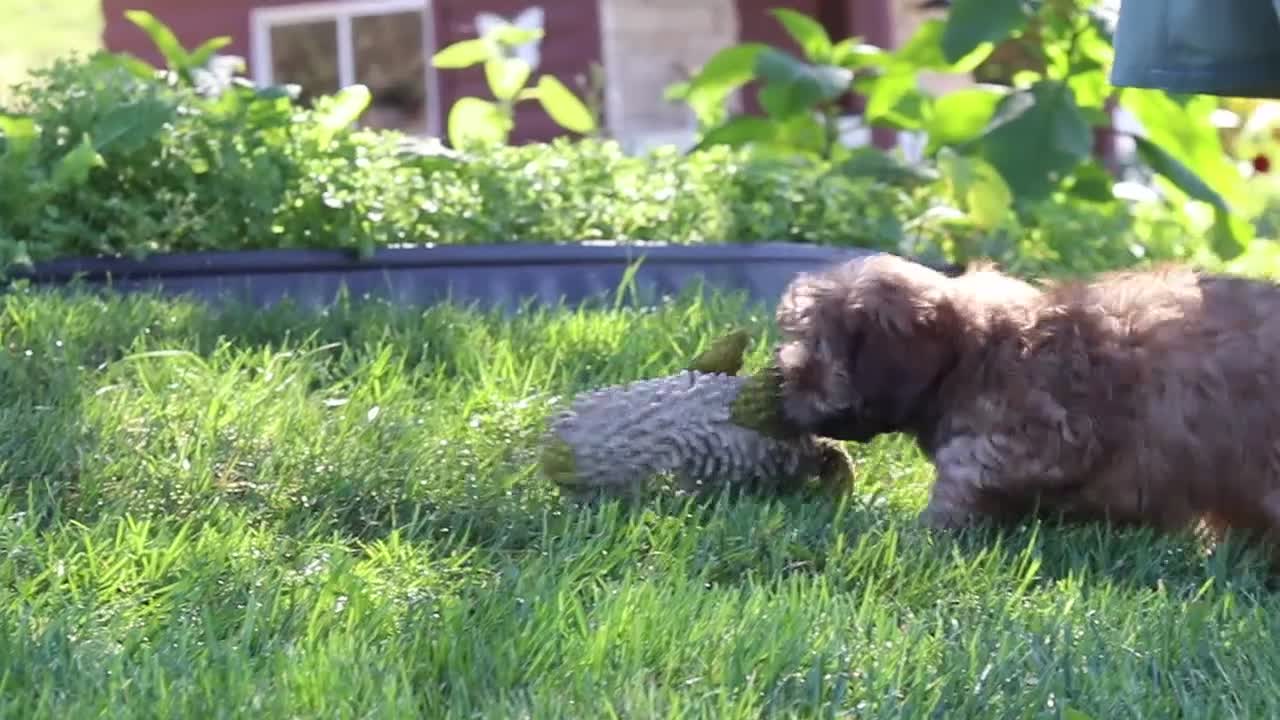 Yorkiepoo dogs for sale: Posie - Video 1