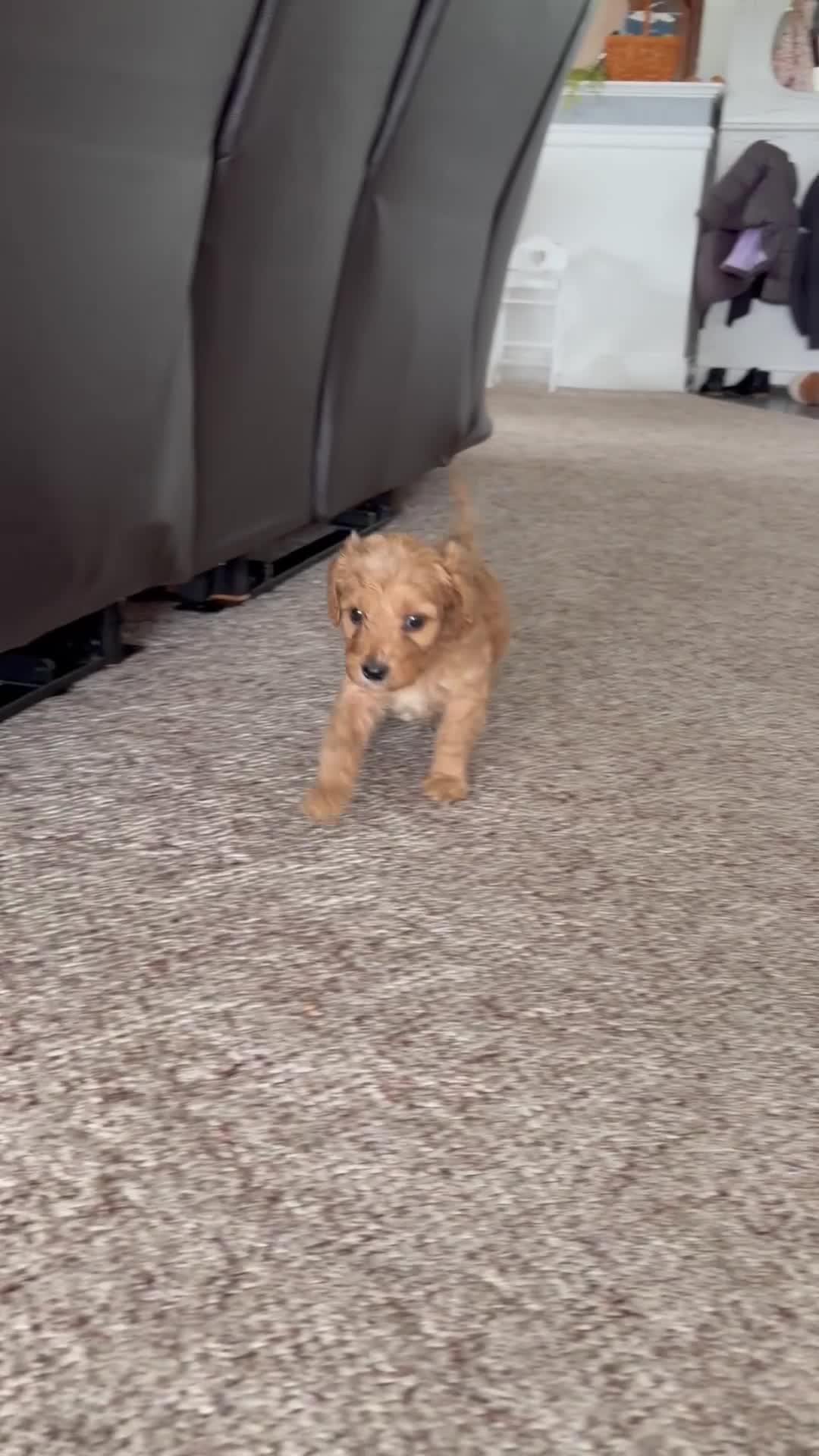 Cavapoo dogs for sale: Rainier🩷 - Video 2