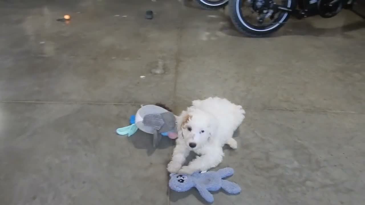 Mini Goldendoodle dogs for sale: Daisy (medium) - Video 1