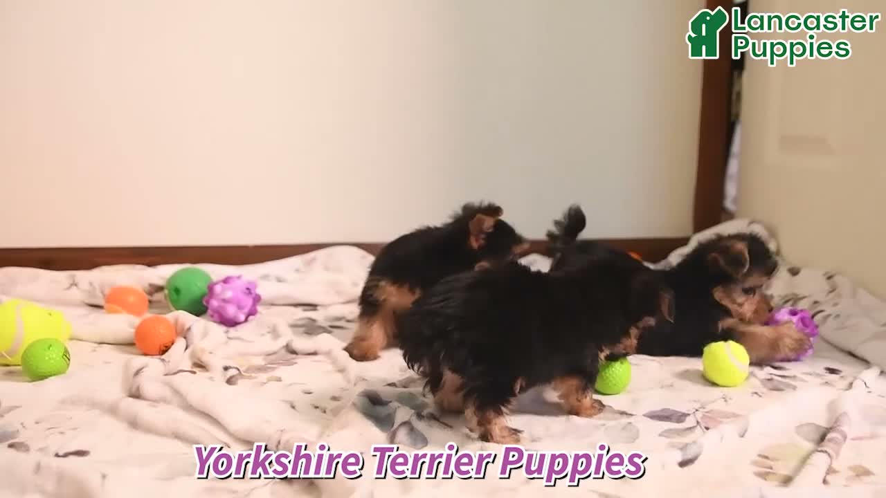 Yorkshire Terrier dogs for sale: Happy - Video 1