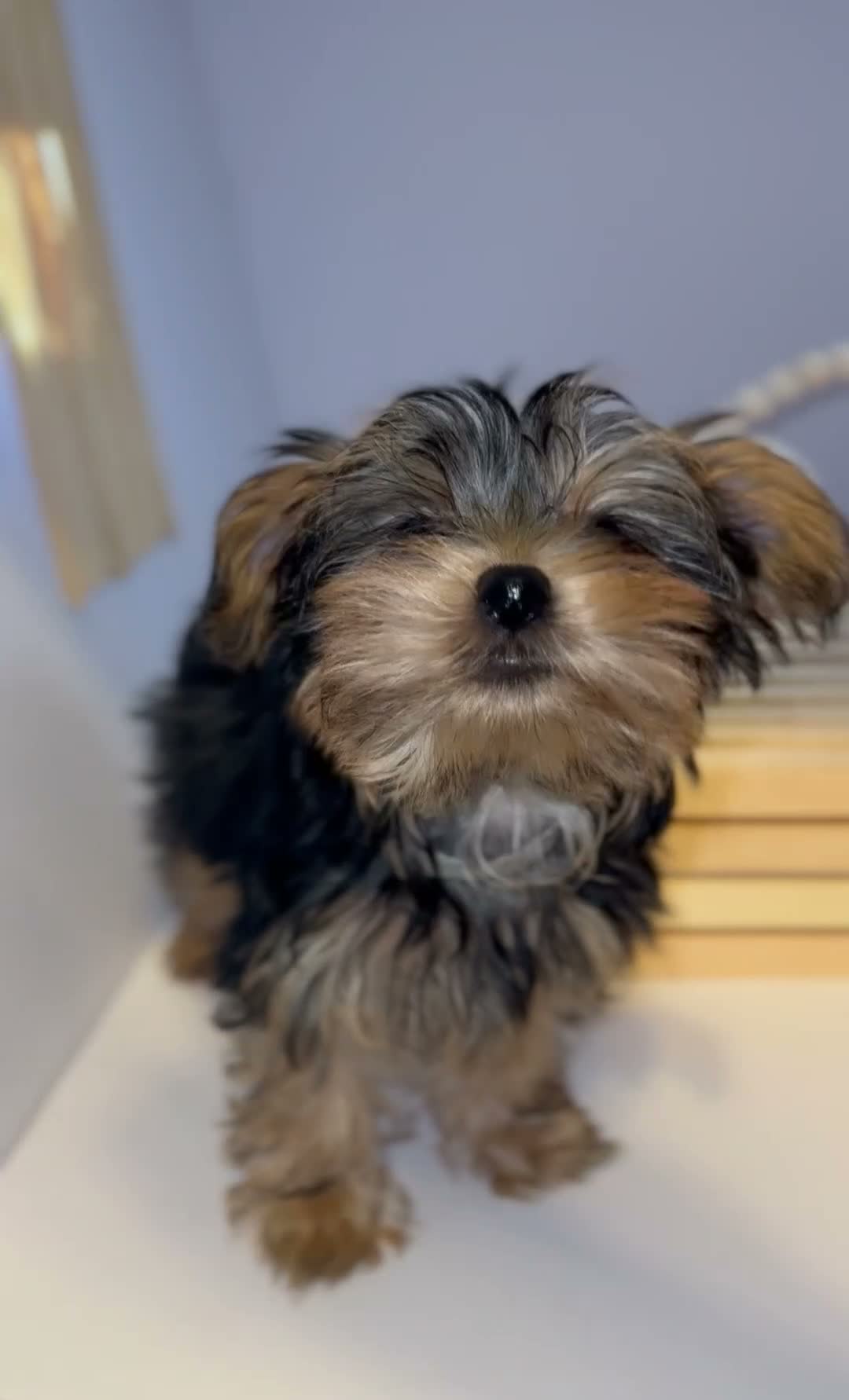 Yorkshire Terrier dogs for sale: Queen - Video 1