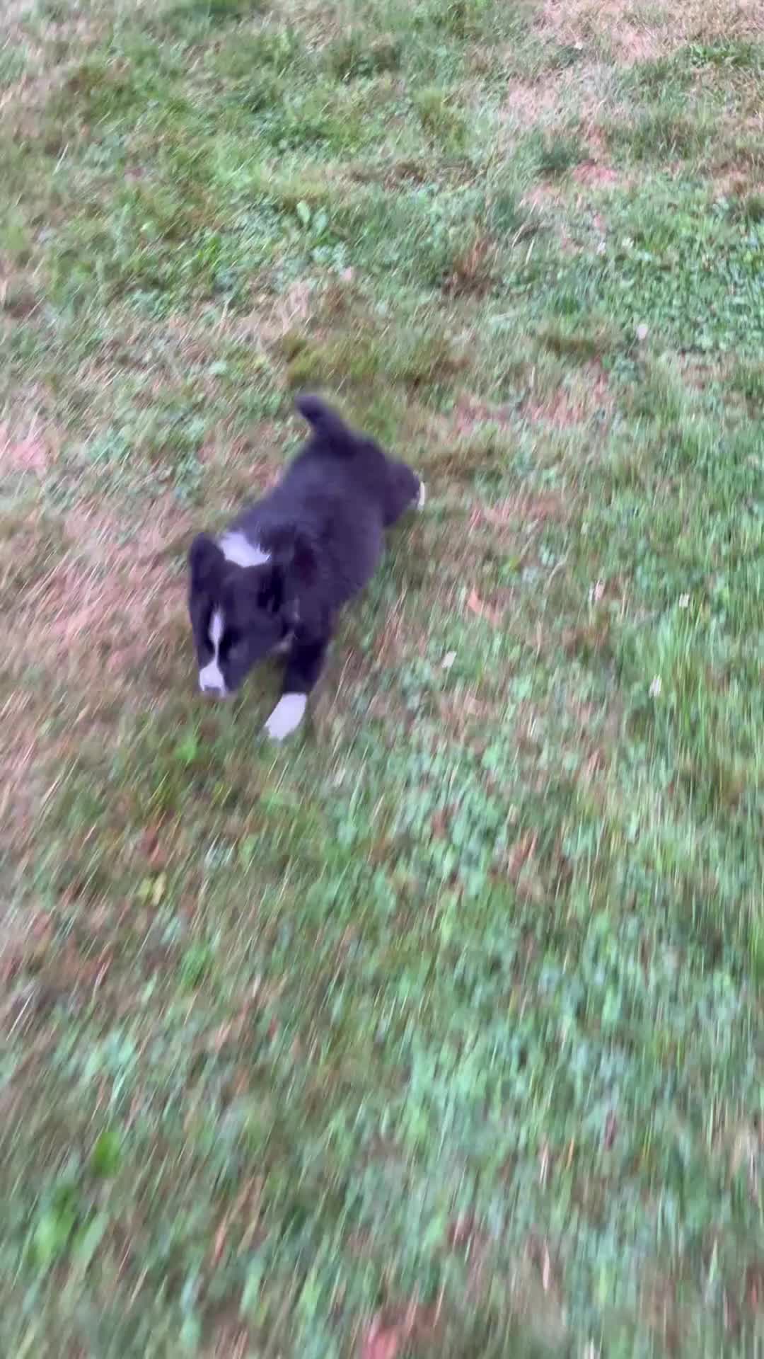 Australian Shepherd dogs for sale: Olivia - Video 1