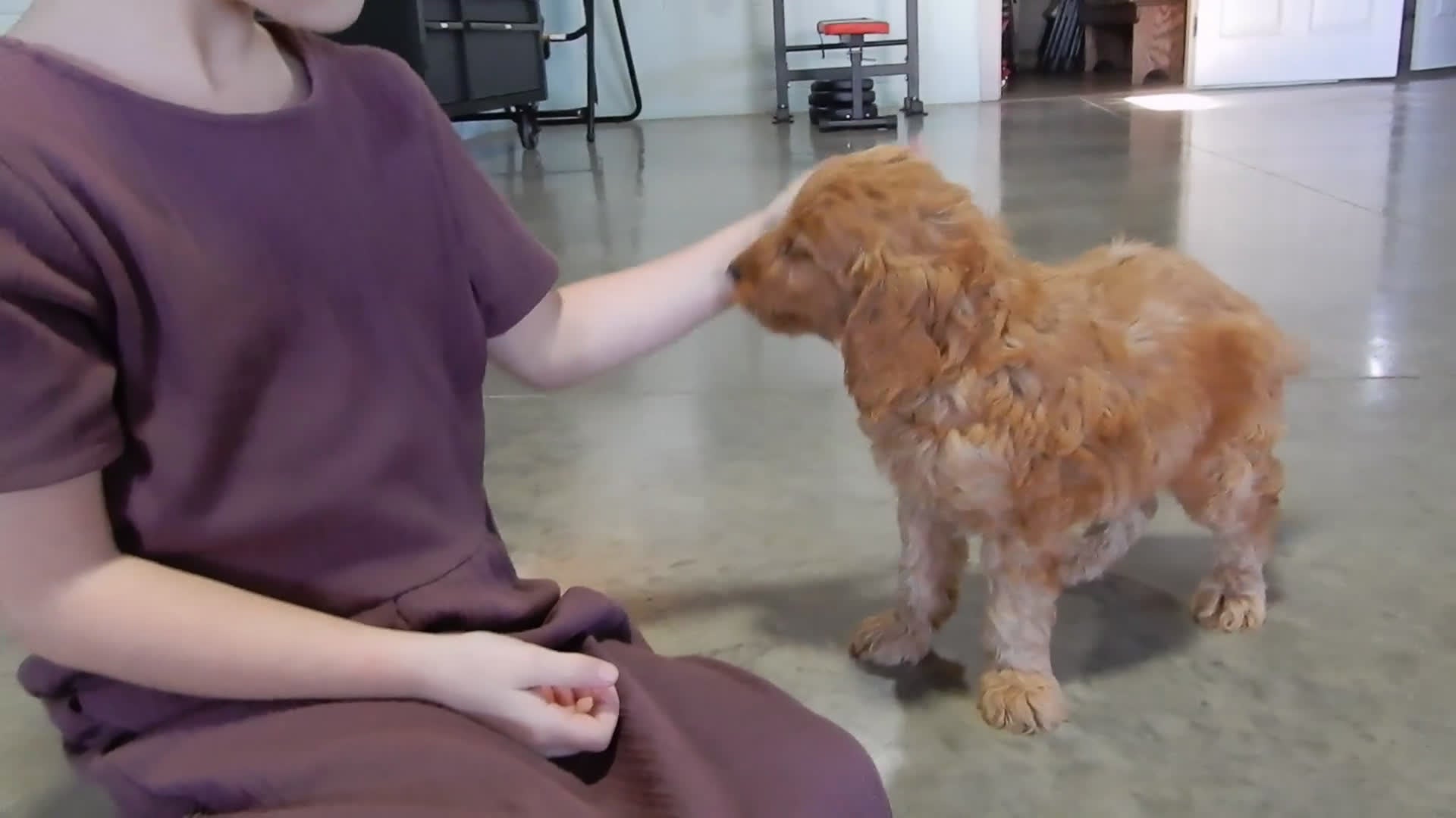 Goldendoodle dogs for sale: Logan-MEDIUM - Video 2