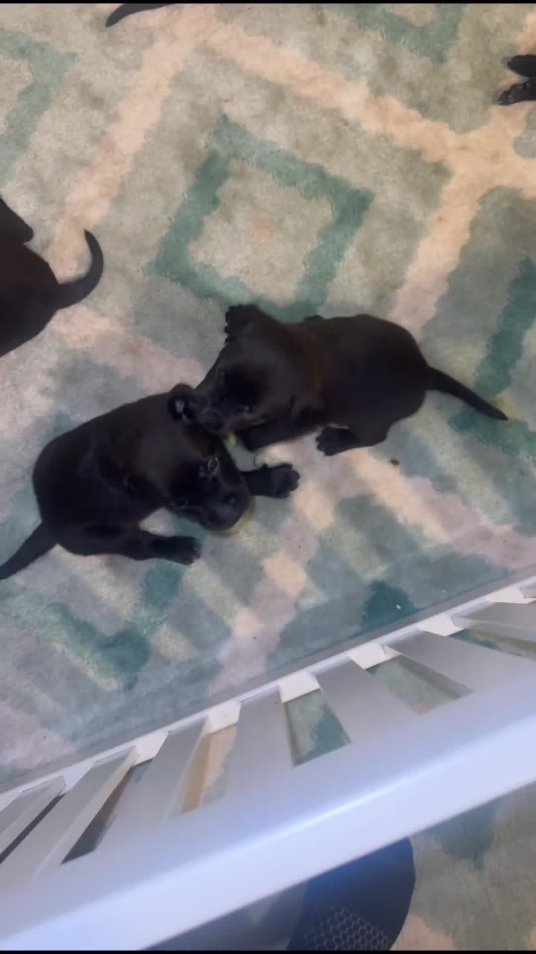 Mixed Breed dogs for sale: Mixed Breed 2 - Video 1