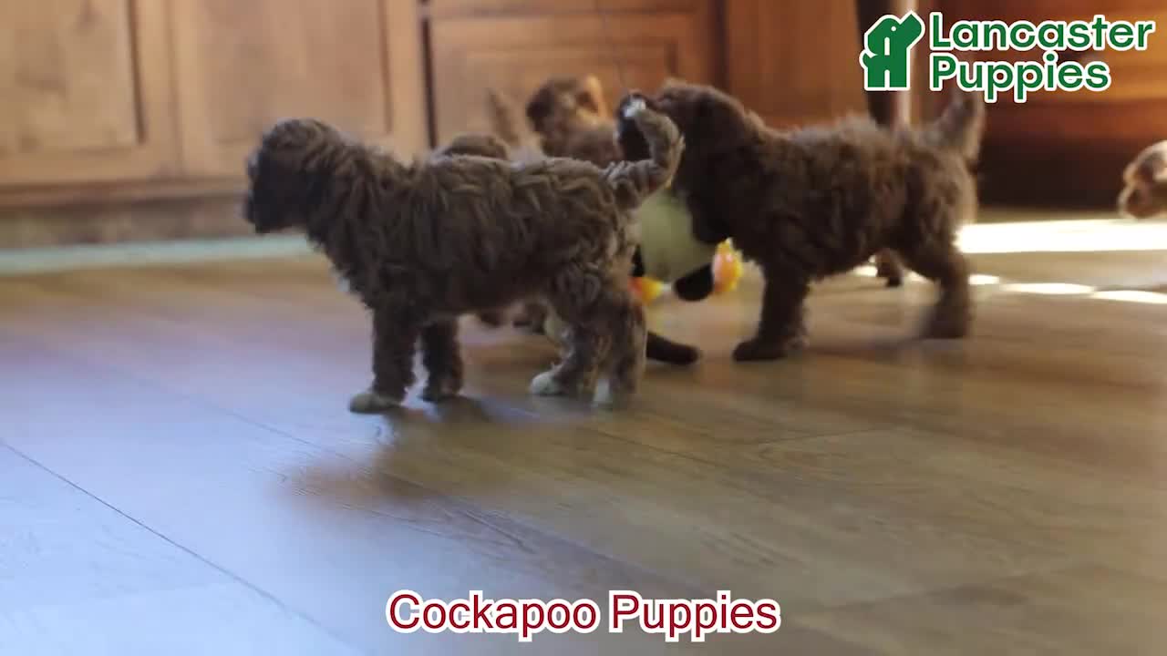 Cockapoo dogs for sale: Joey - Video 1