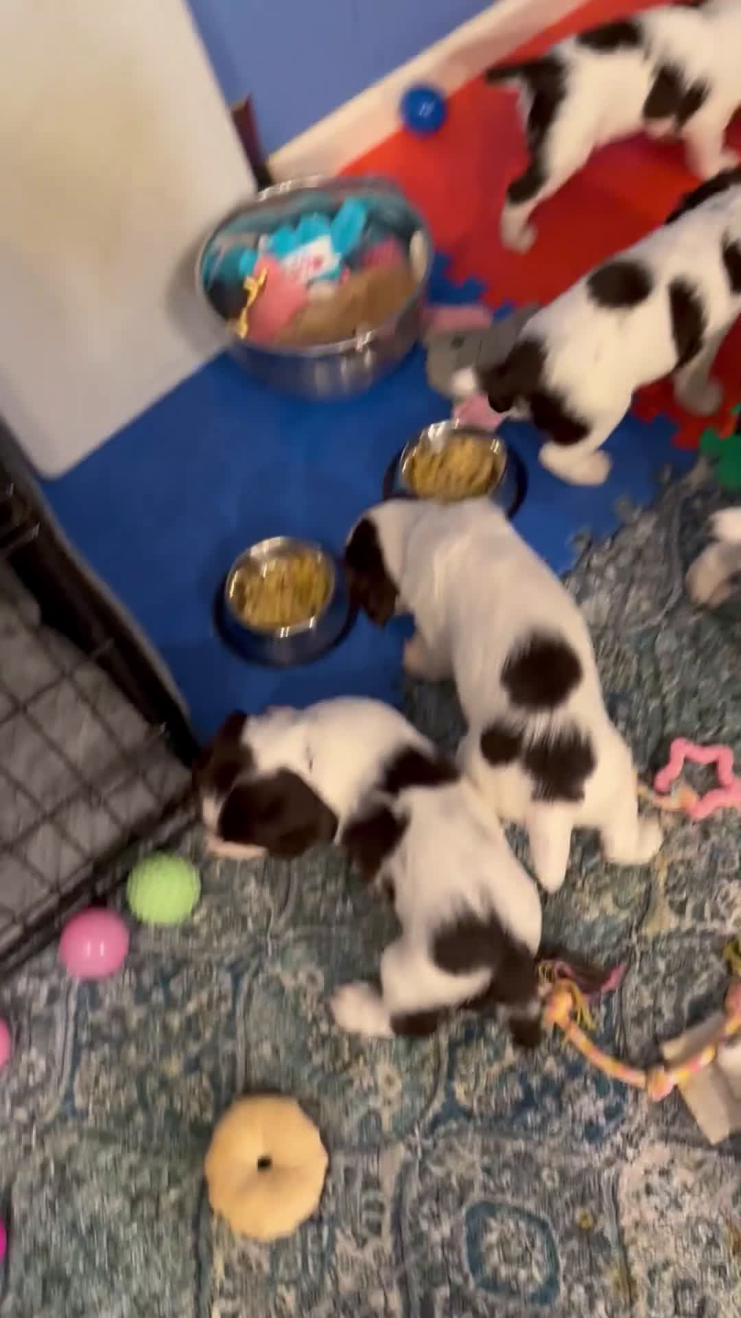 English Springer Spaniel dogs for sale: English Springer Spaniel Puppy 1 - Video 1