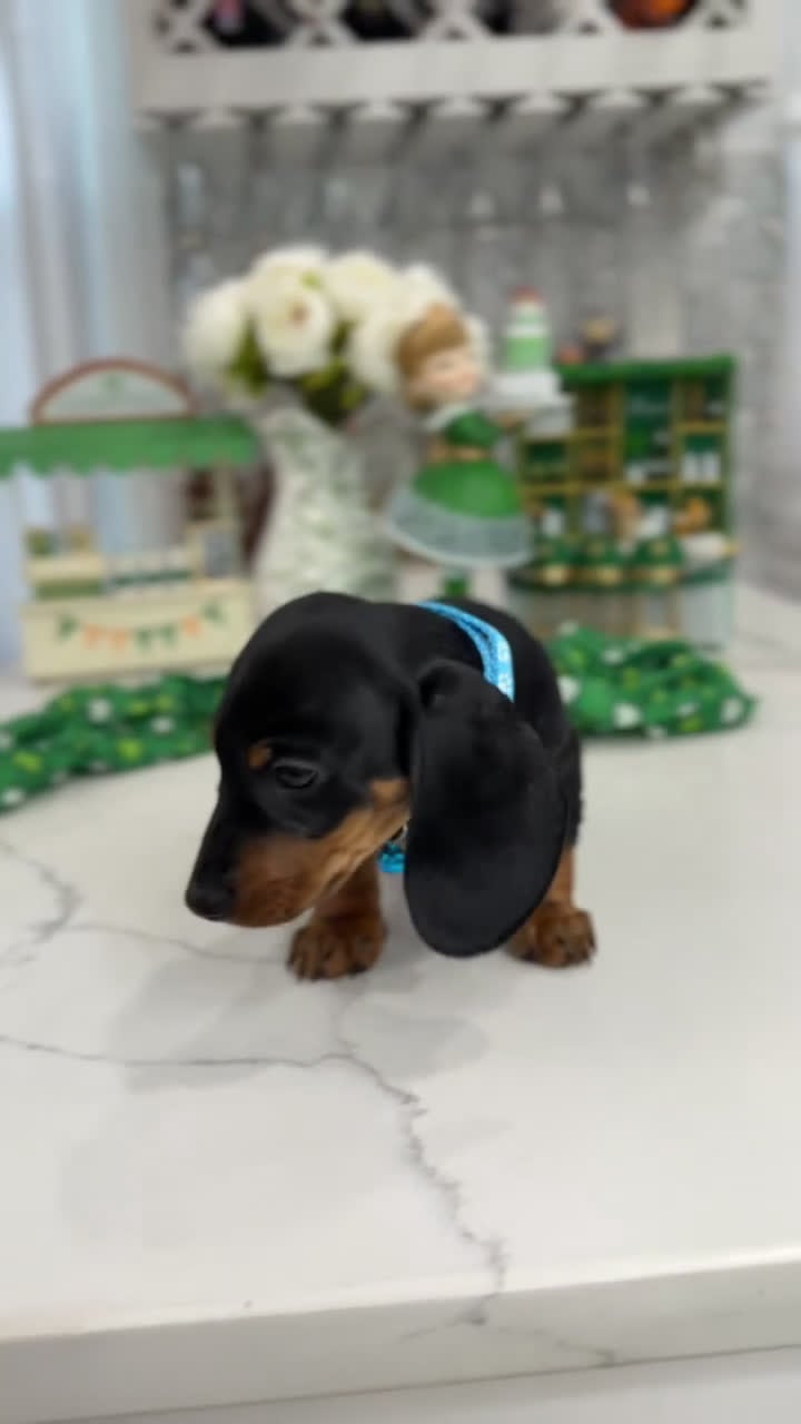 Miniature Dachshund dogs for sale:  Drake - Video 1
