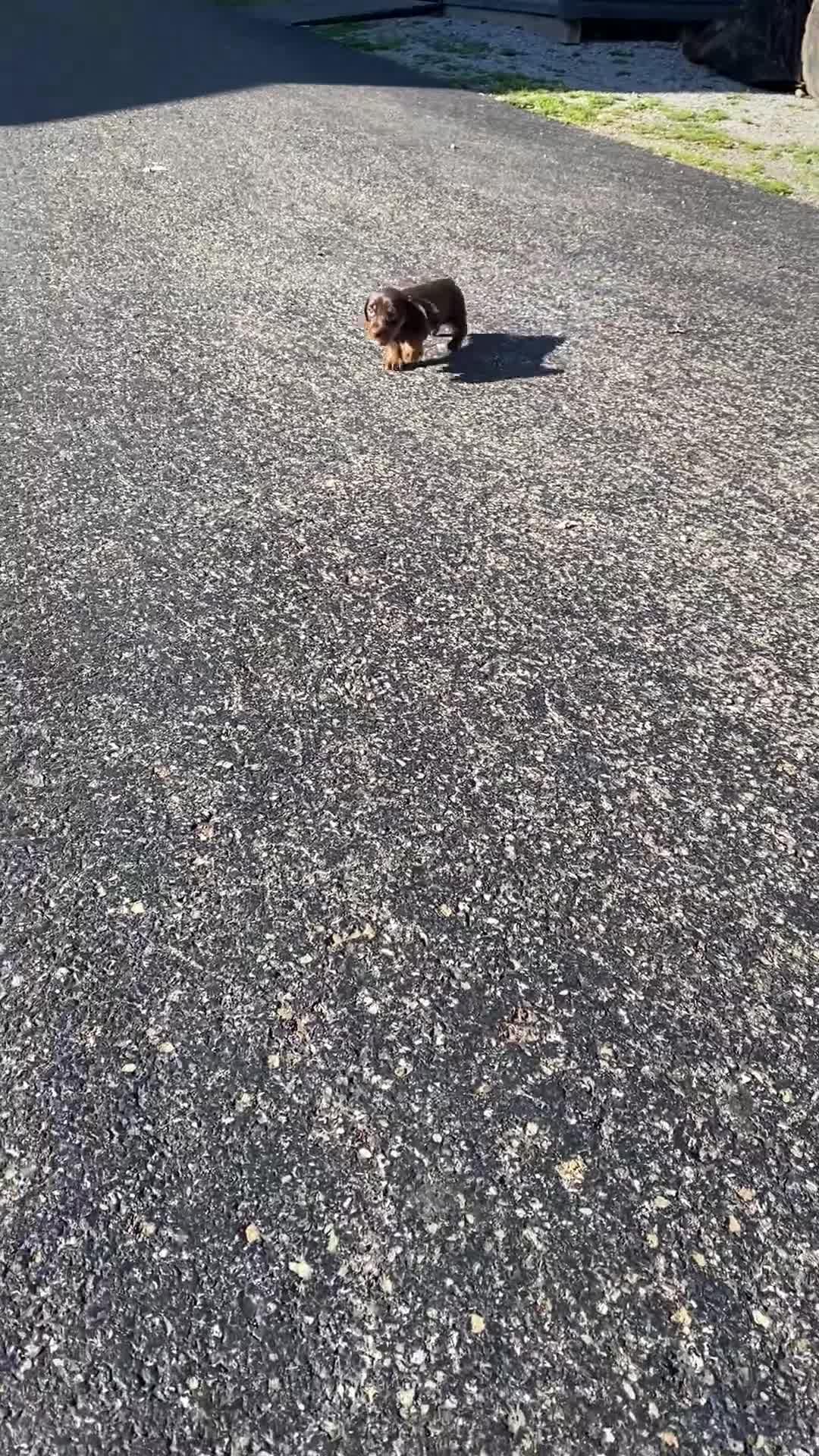 Miniature Dachshund dogs for sale: Buddy - Video 1