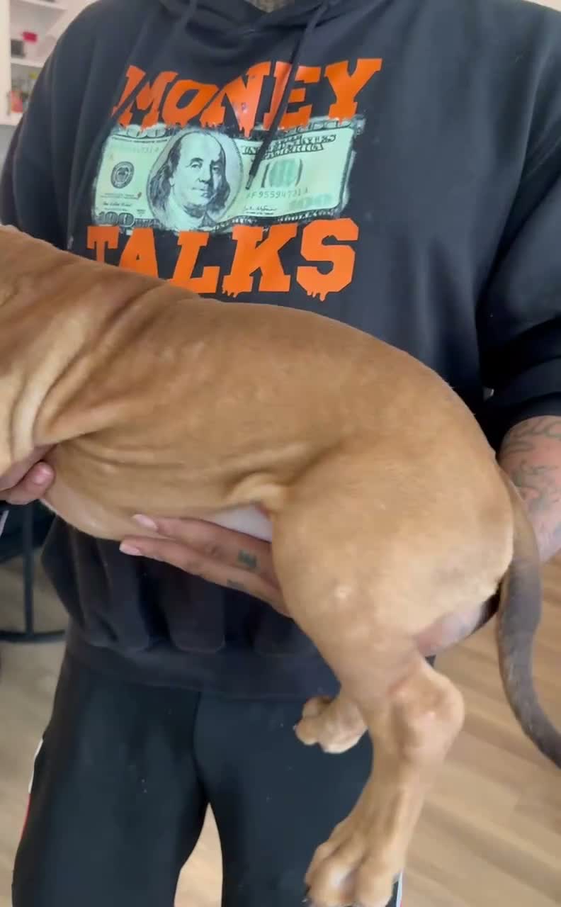 American Bully dogs for sale: Mr. Brown - Video 1