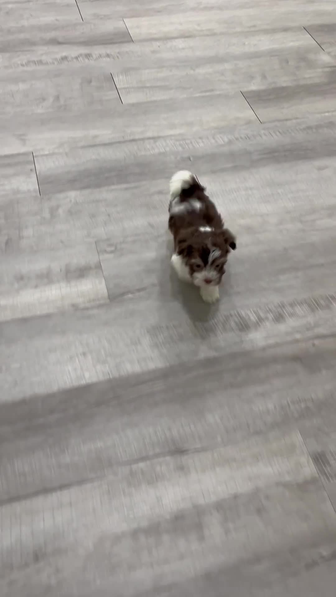 Havanese dogs for sale: Pearl - Video 1