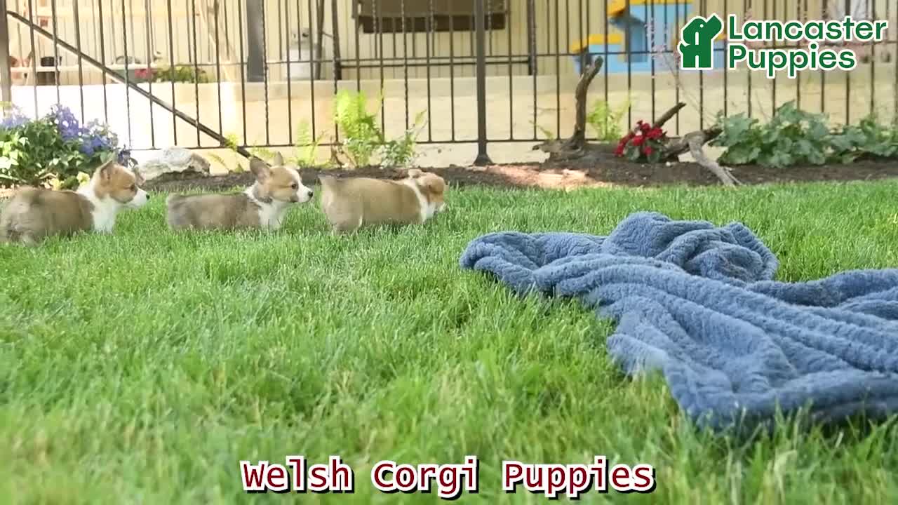 Welsh Corgi Pembroke dogs for sale: Pixie  - Video 1
