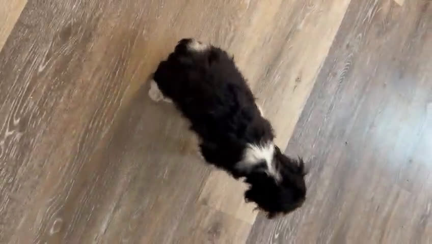 Cavalier King Charles Spaniel dogs for sale: Charles - Video 3