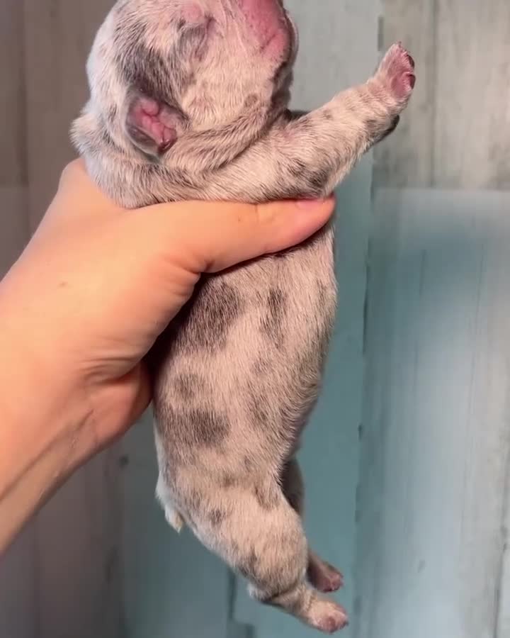 French Bulldog dogs for sale: Midnight Groove’s One In A Million-Merle - Video 1